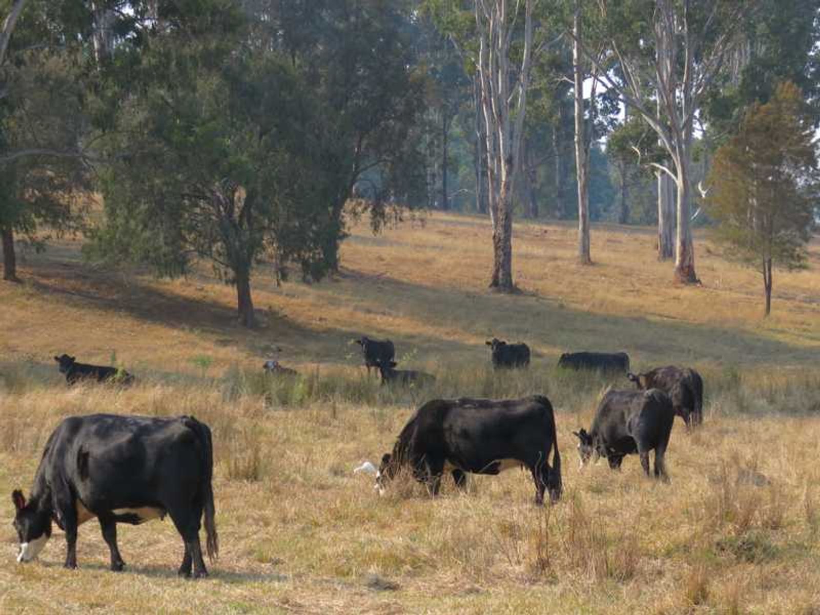 Mount Marsh Road, Whiporie - Thumbnail 5