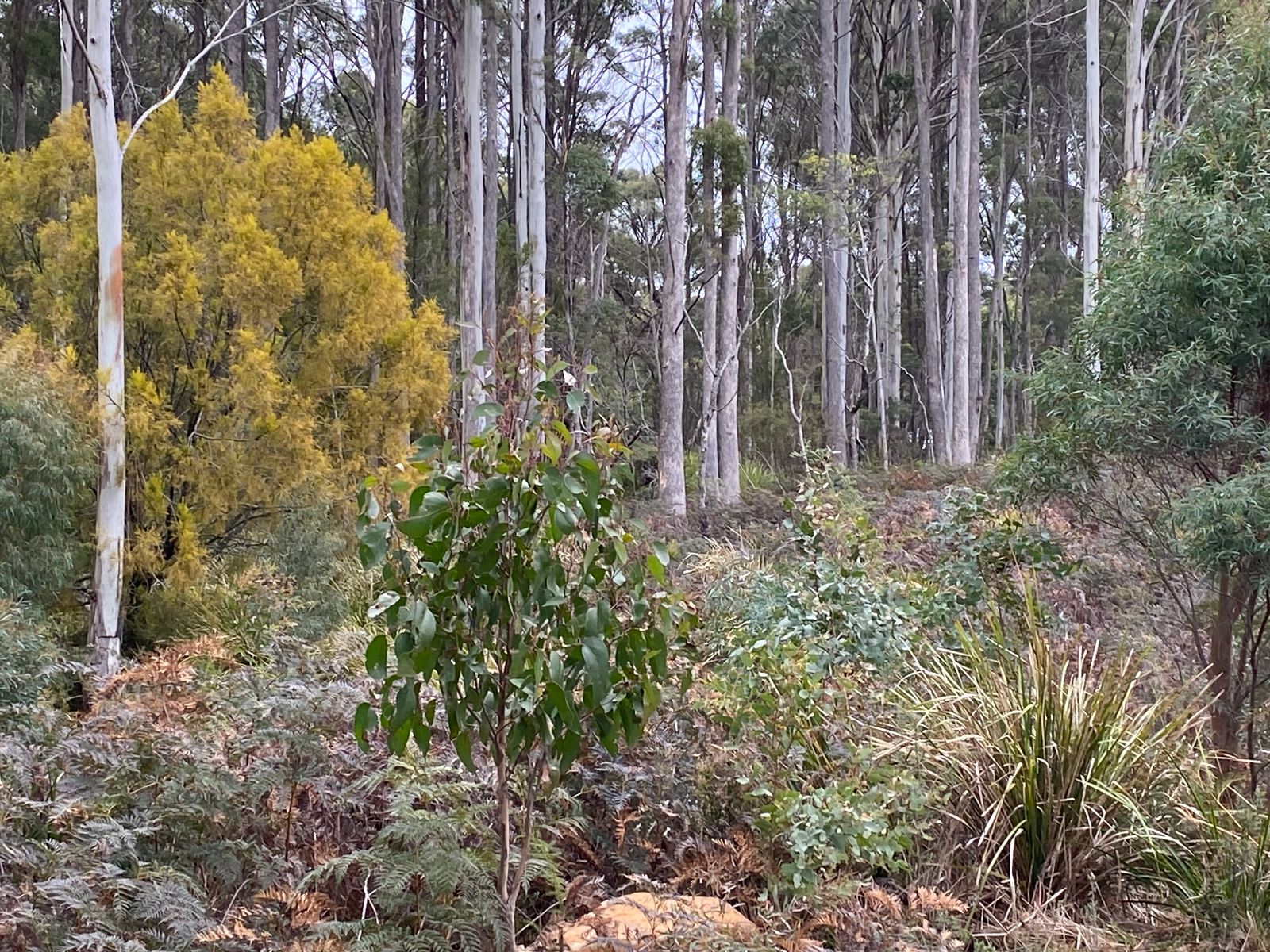 218 Farrells Road, Reedy Marsh TAS 7304, Reedy Marsh - Thumbnail 6