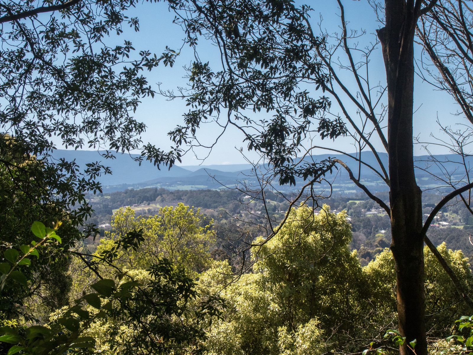 13 Dalmonte Grove, Kallista VIC 3791, Kallista - Thumbnail 6