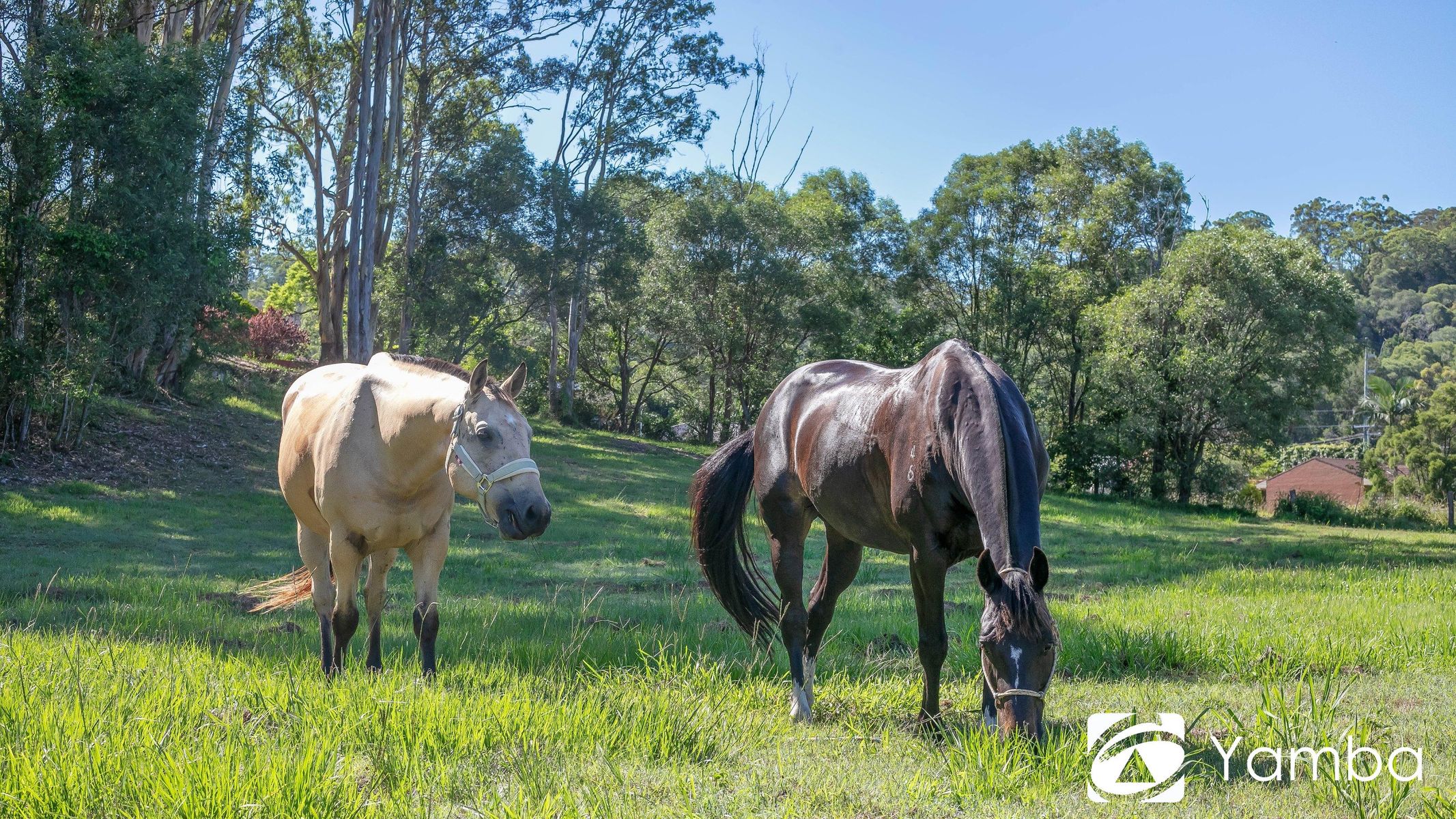 50/4 Iona Close, Maclean NSW 2463, Maclean - Thumbnail 5