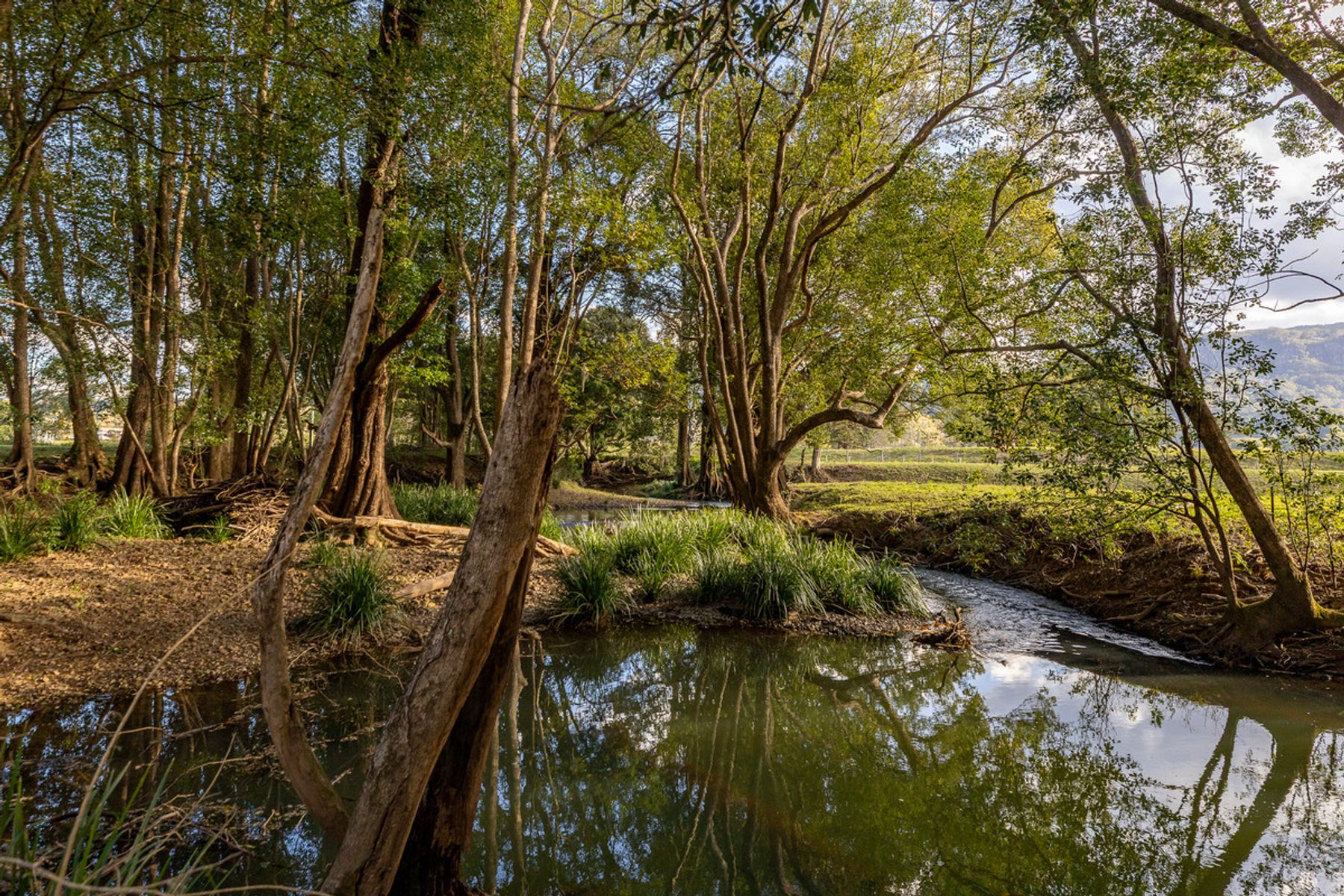 Lot 12/470 Main Arm Road, Mullumbimby NSW 2482, Mullumbimby - Thumbnail 5