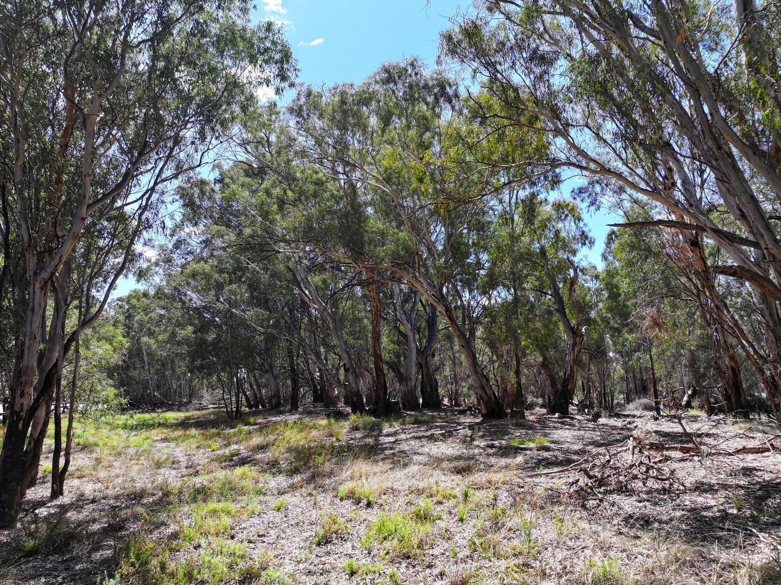 Lot 14 Renmark Road, Wentworth - Thumbnail 8