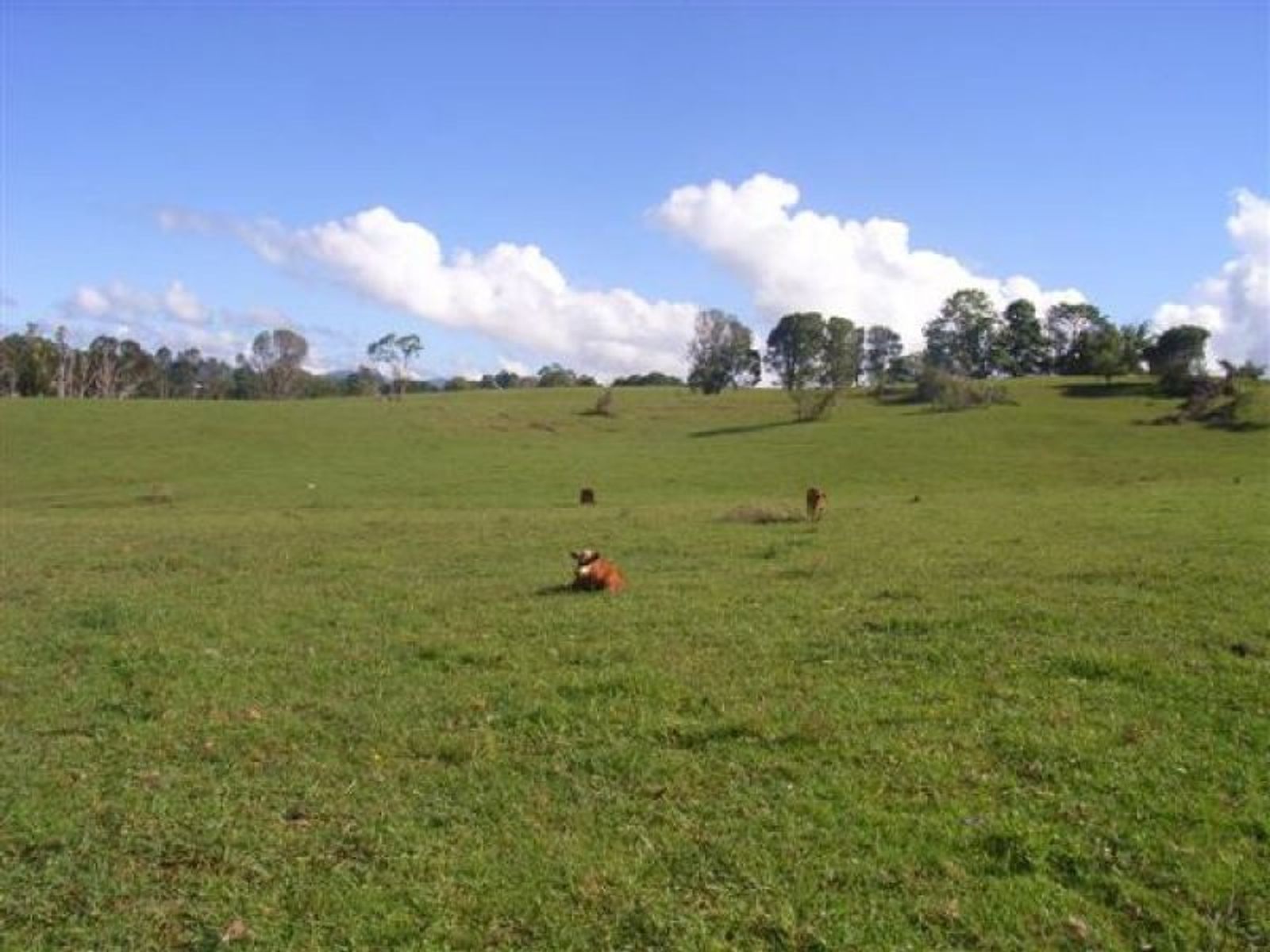 Dunoon NSW 2480, Dunoon - Thumbnail 7