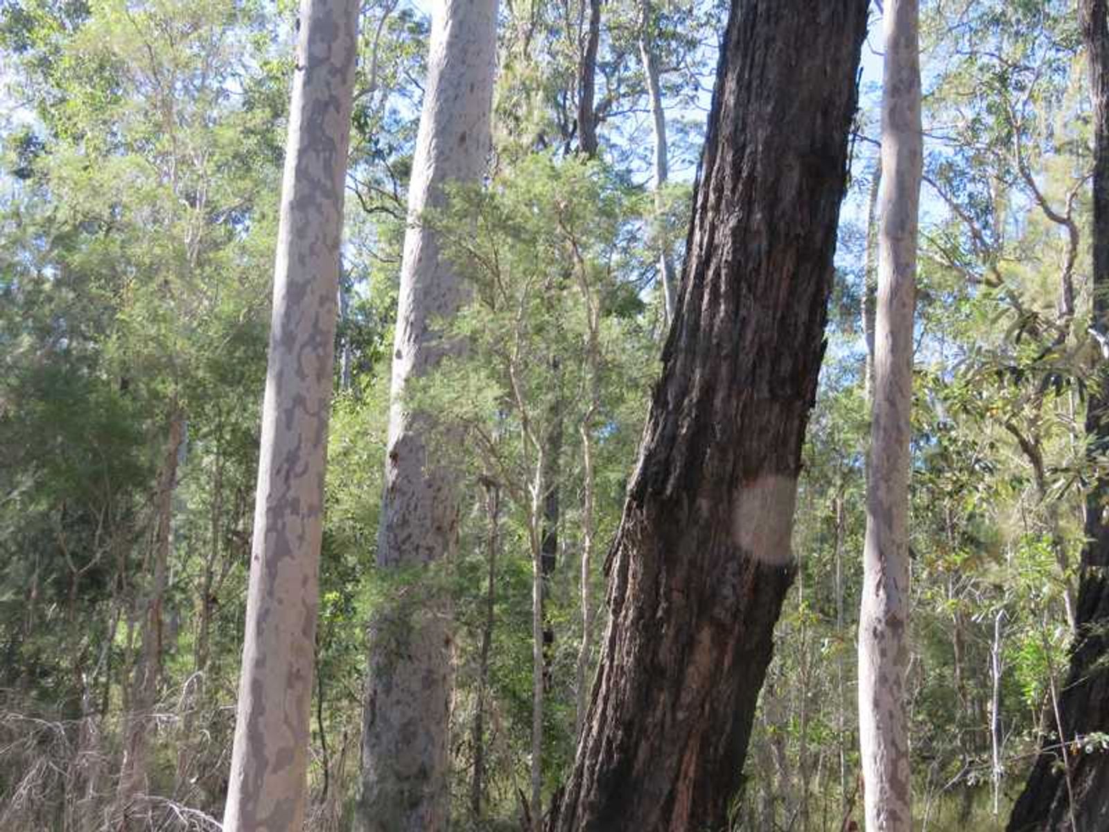 30 Hanna's Road, Gibberagee, NSW 2469, Gibberagee - Thumbnail 7