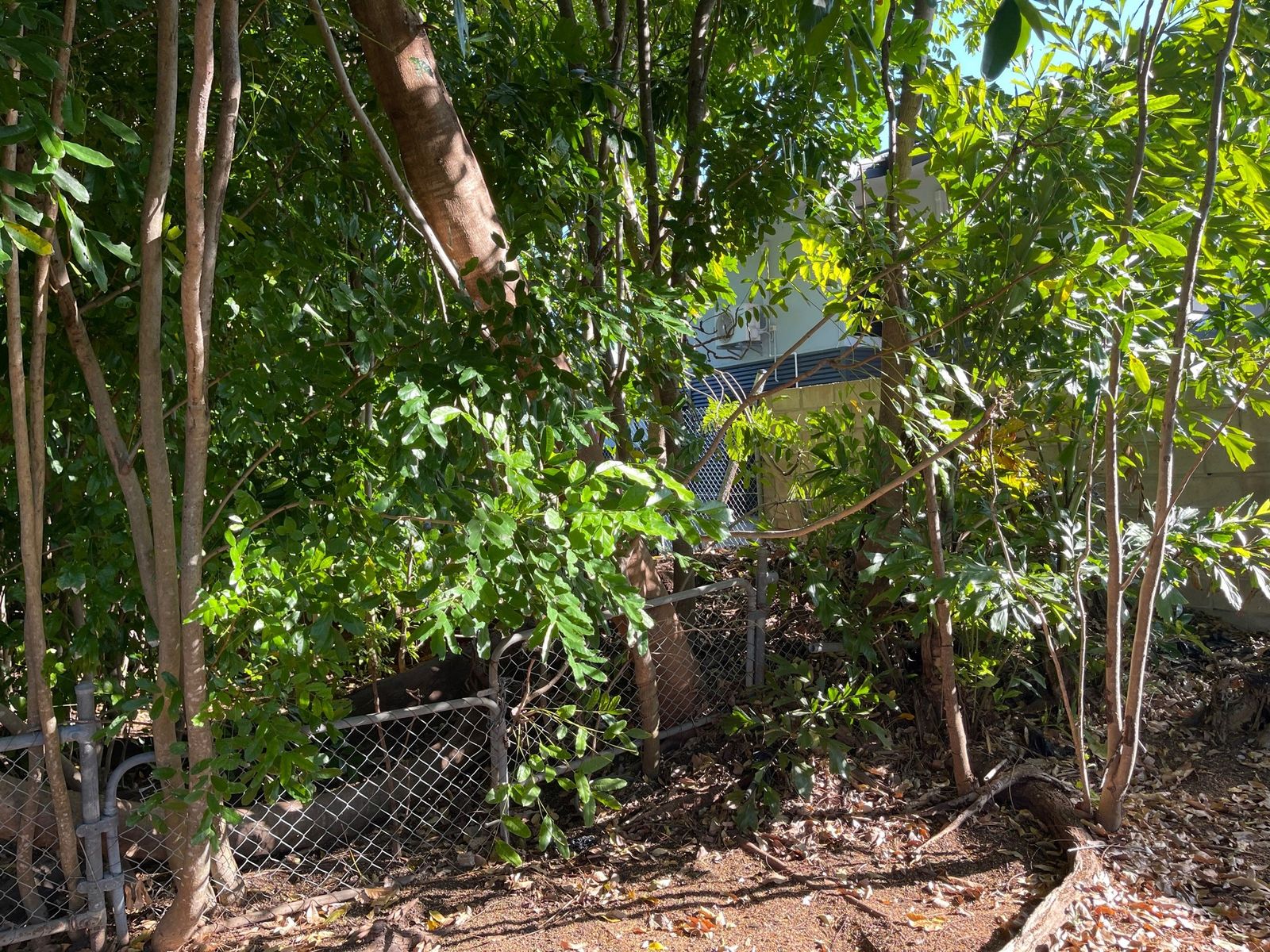 1 Britannia Crescent, Anula NT 0812, Anula - Thumbnail 3