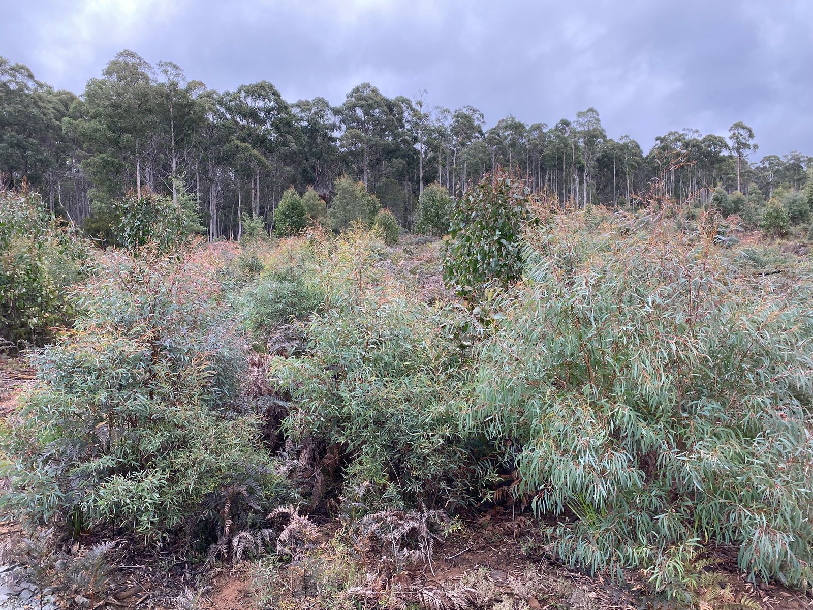 218 Farrells Road, Reedy Marsh TAS 7304, Reedy Marsh - Thumbnail 2