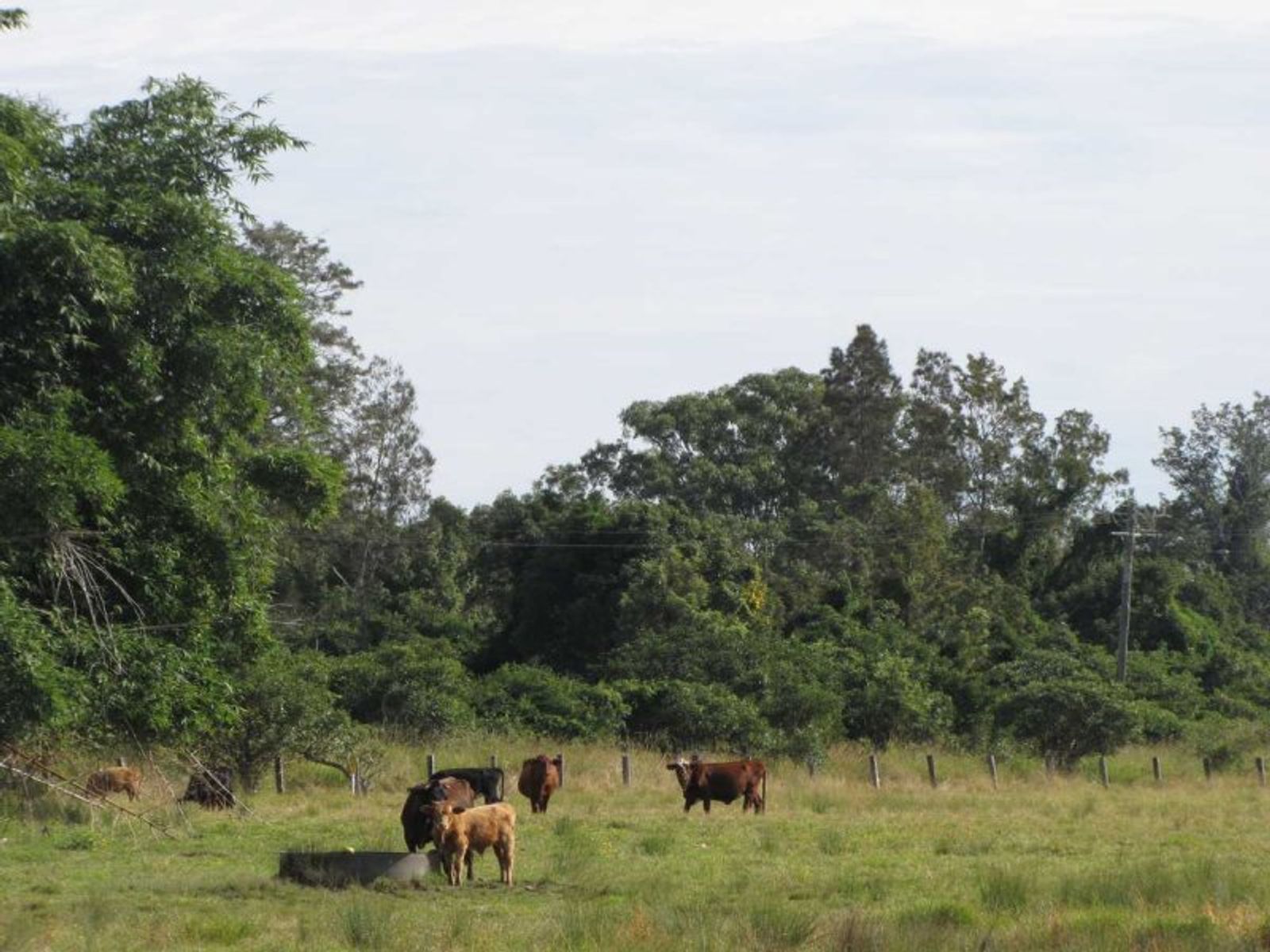 42-50 Ferry Rd, East Coraki - Thumbnail 7