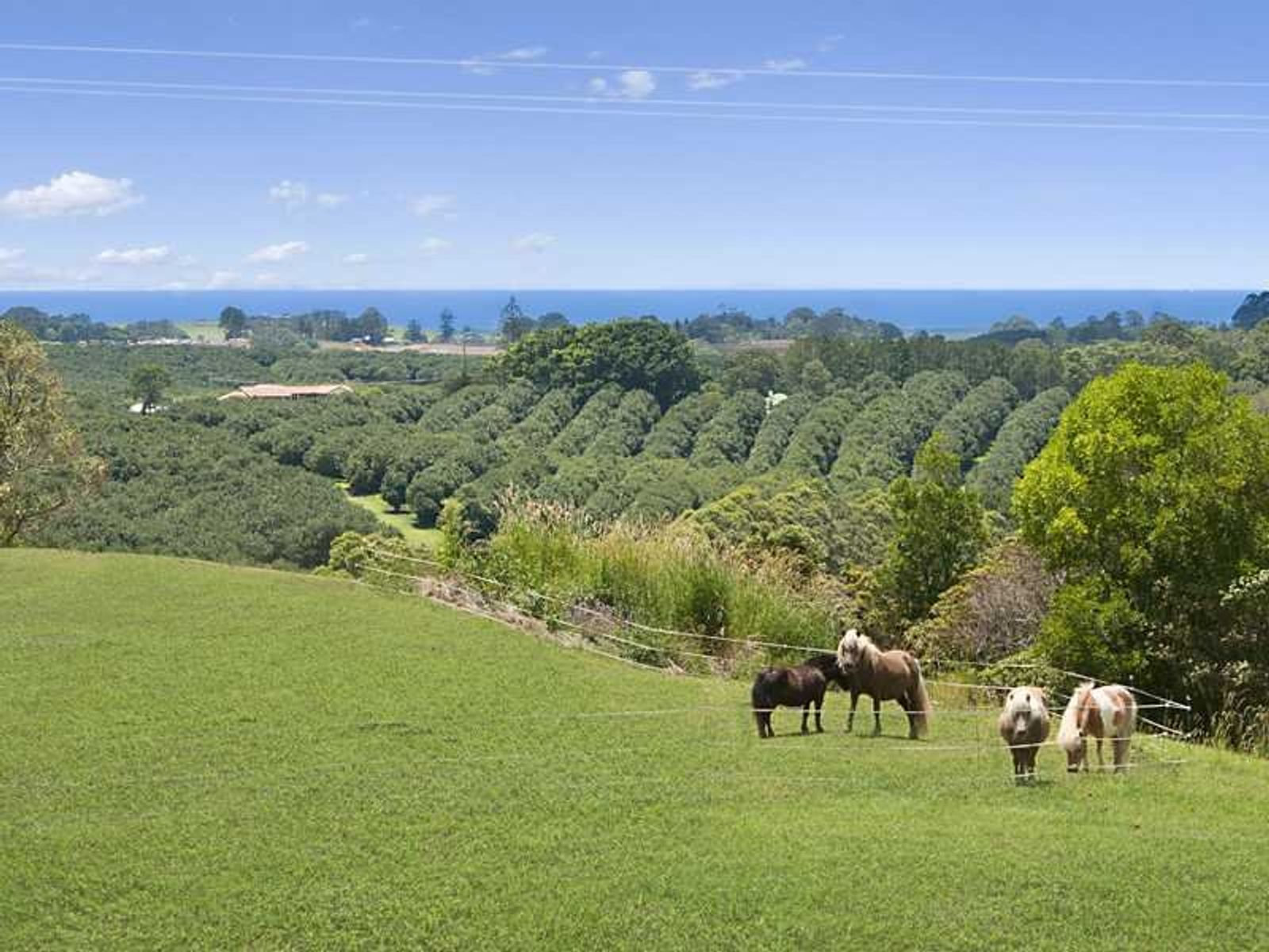 929 Fernleigh Road, Brooklet - Thumbnail 5