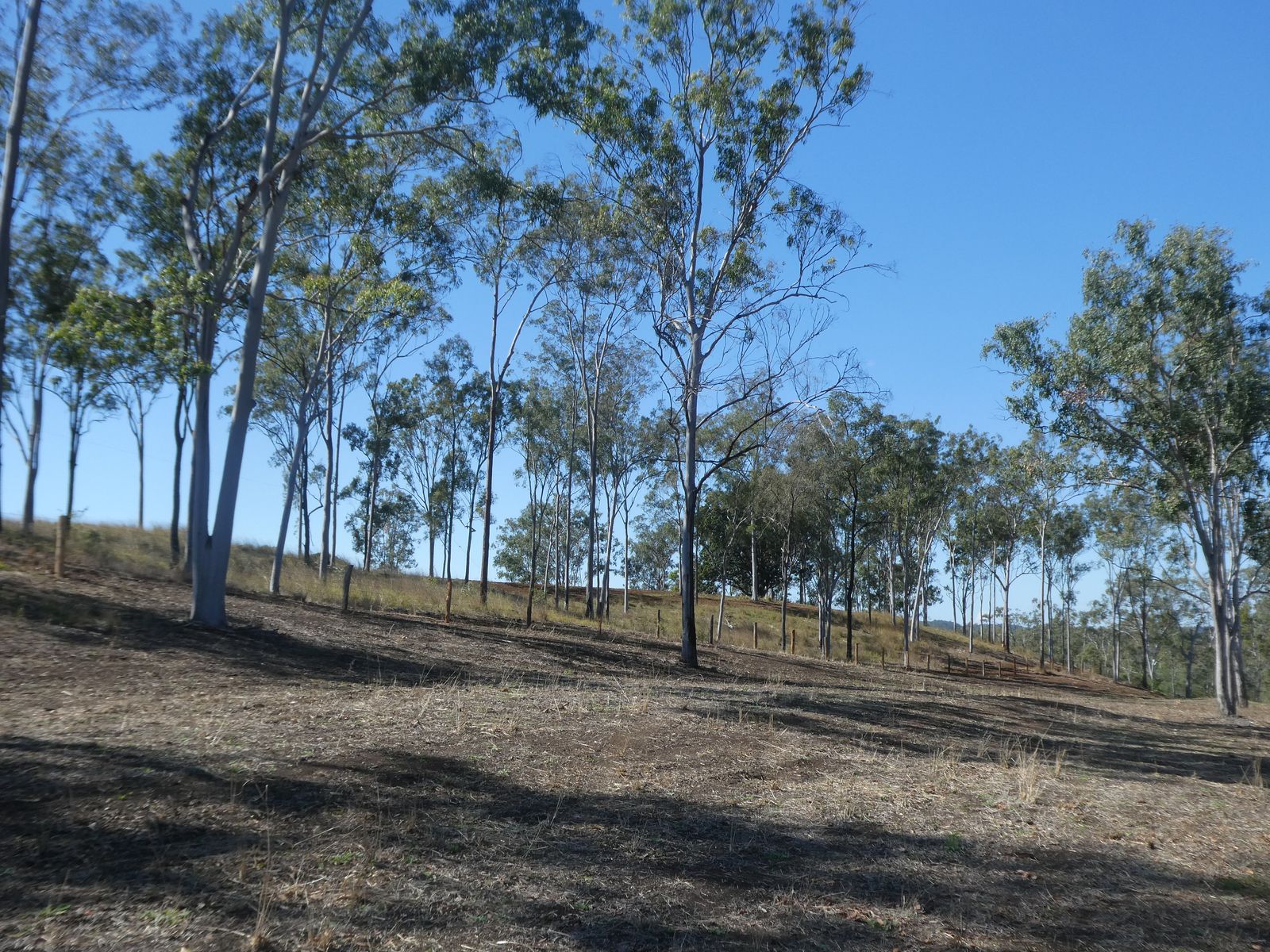 Lot 23 Walla Road, Morganville QLD 4671, Morganville - Thumbnail 6