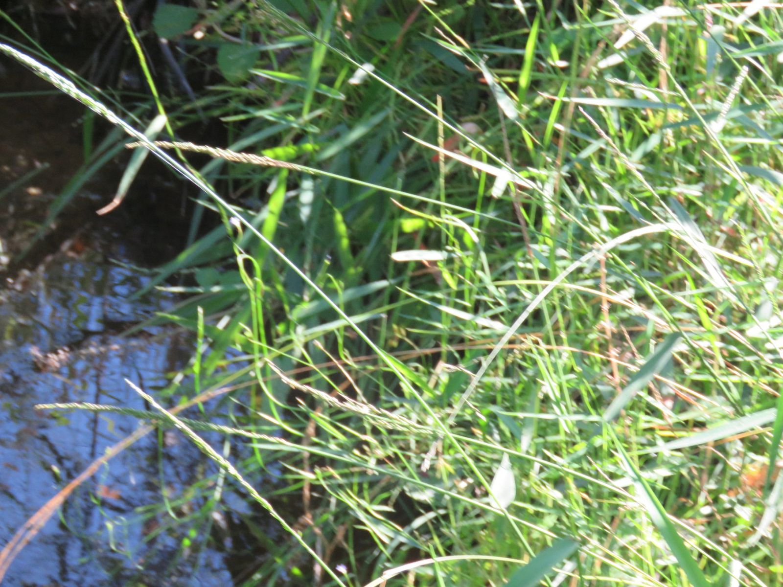 3219 Old Tenterfield Road, Busbys Flat, NSW 2469, Busbys Flat - Thumbnail 6