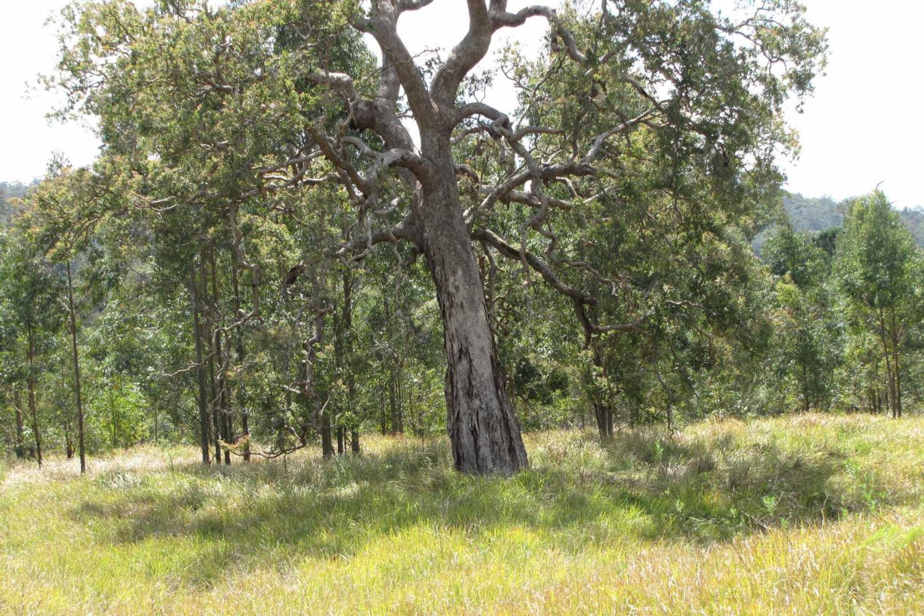 Gambley Yabra Road Yabra via, Old Bonalbo - Thumbnail 6