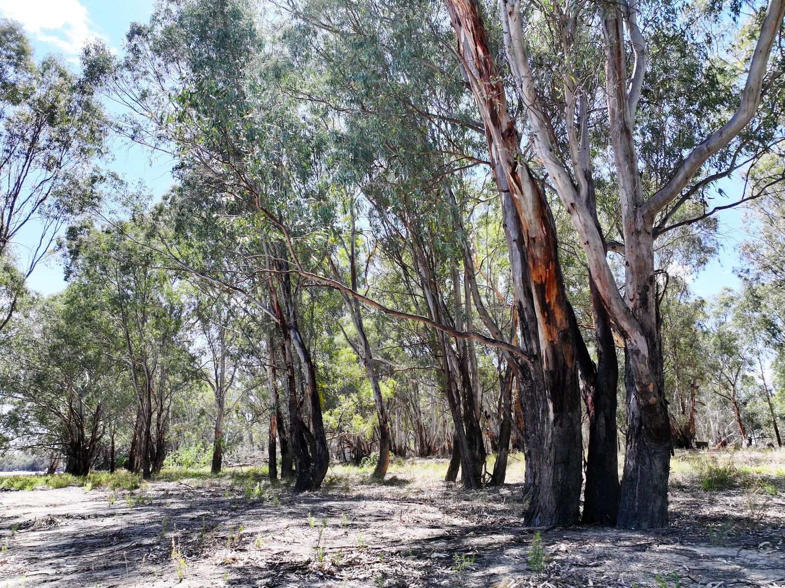 Lot 14 Renmark Road, Wentworth - Thumbnail 6
