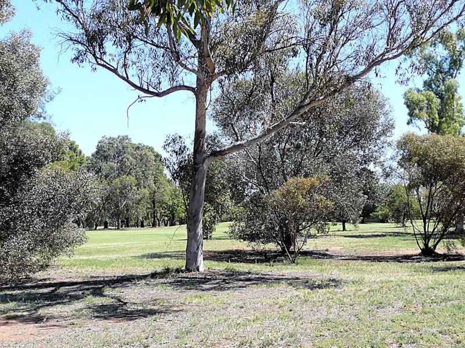 296 Twelfth Street, Mildura - Thumbnail 5