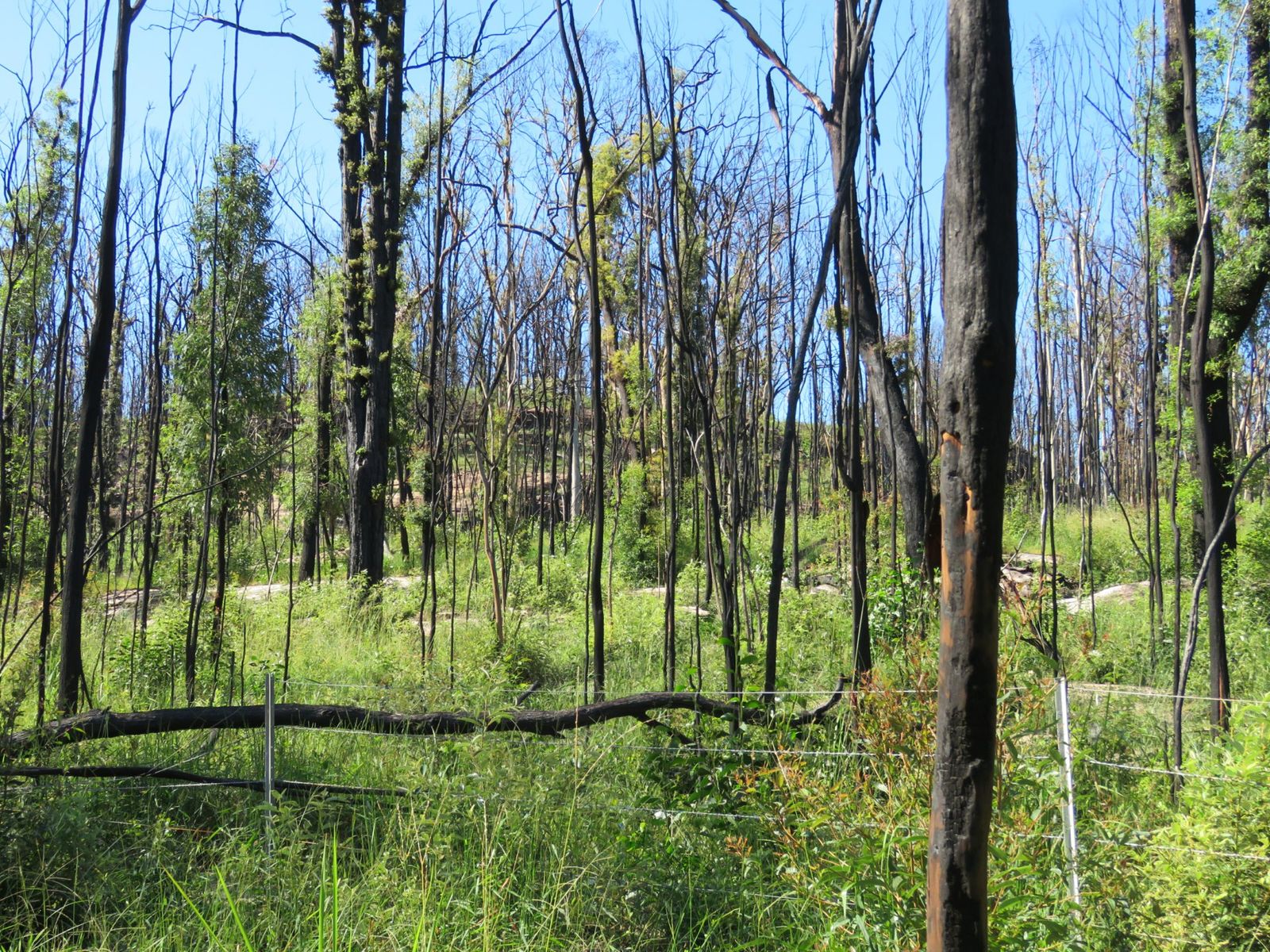 3219 Old Tenterfield Road, Busbys Flat, NSW 2469, Busbys Flat - Thumbnail 5