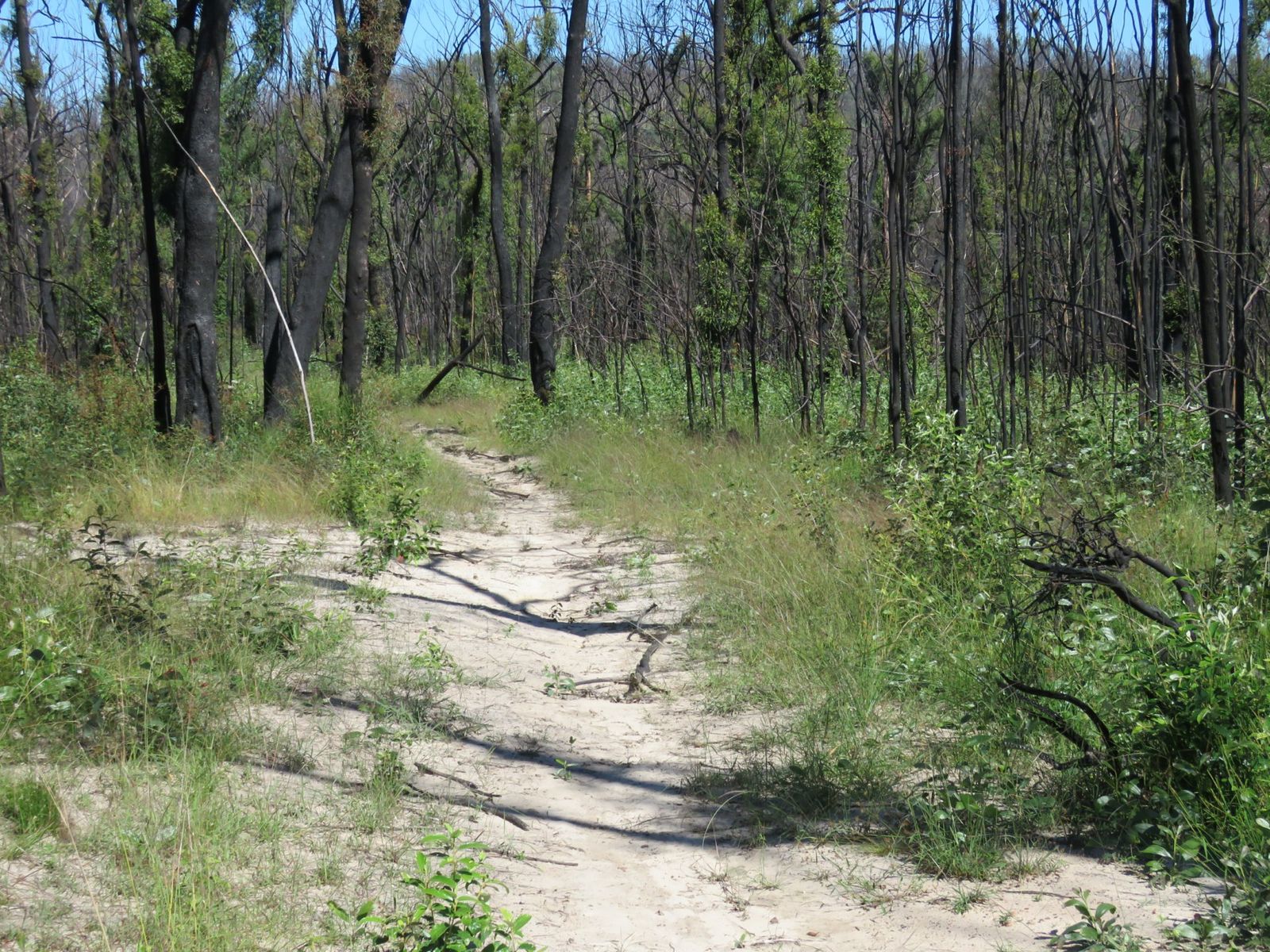 3219 Old Tenterfield Road, Busbys Flat, NSW 2469, Busbys Flat - Thumbnail 4