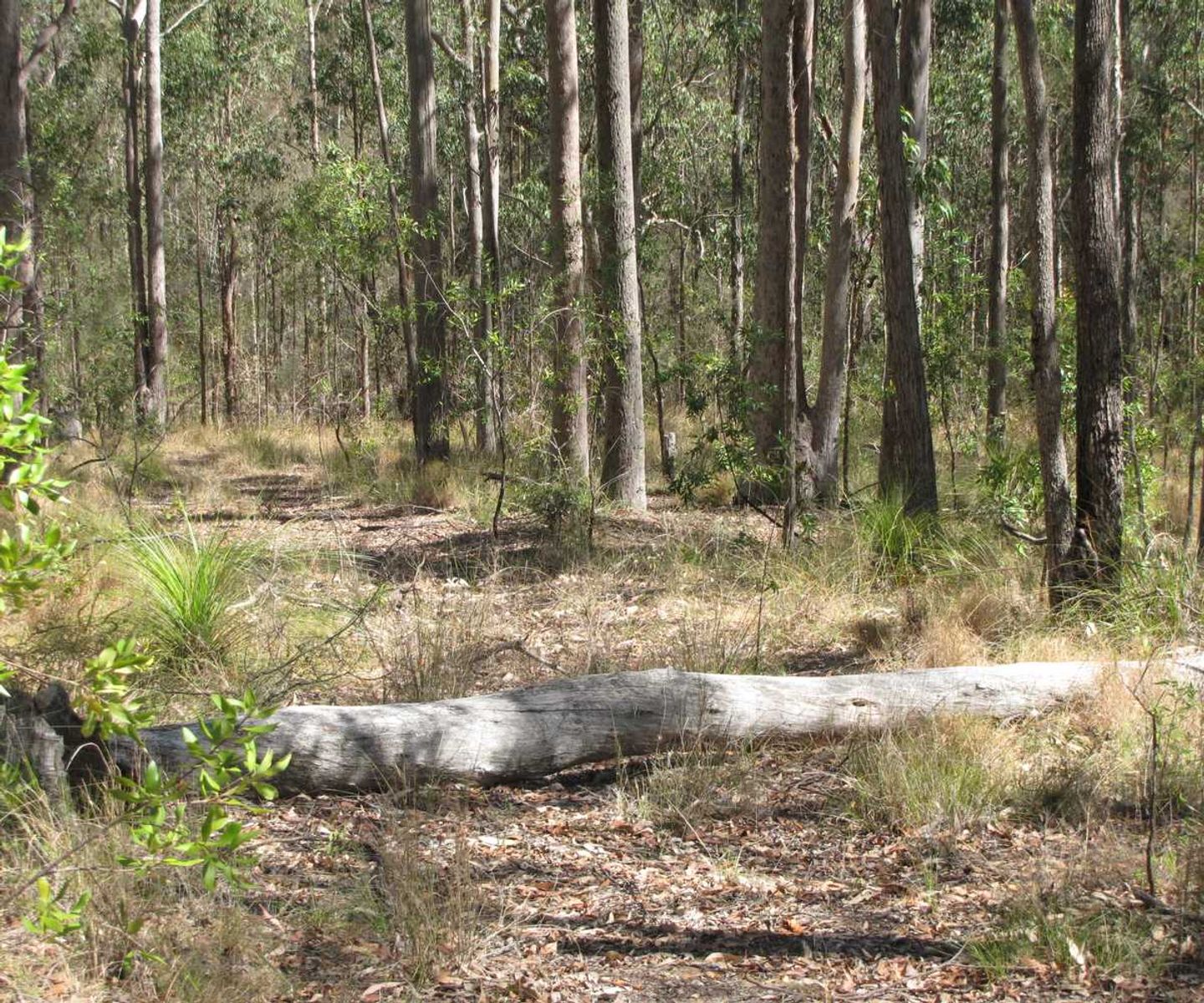 Lot 12 Lot 12 Paddy's Flat Road, Tabulam - Thumbnail 8