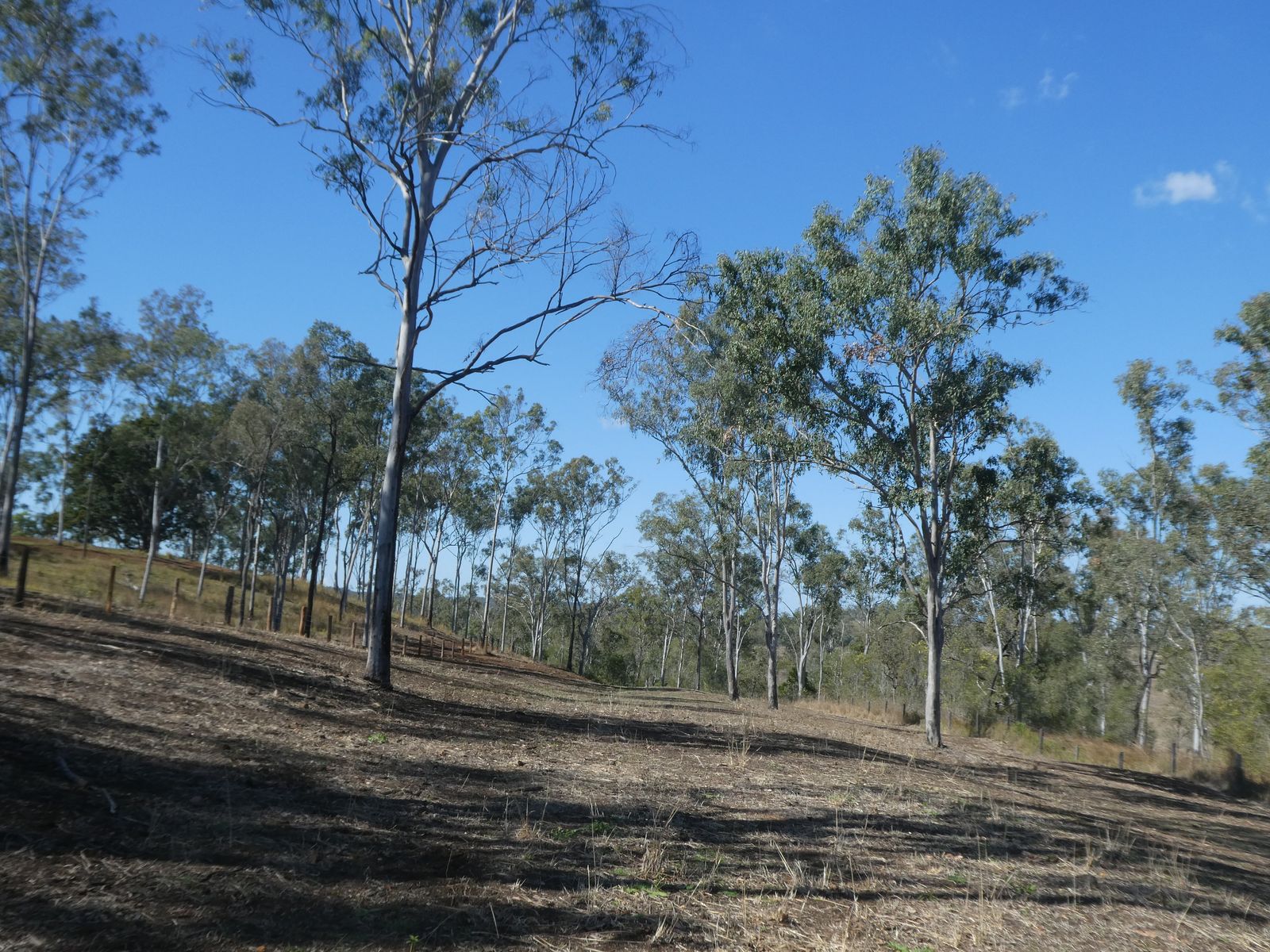 Lot 23 Walla Road, Morganville QLD 4671, Morganville - Thumbnail 5