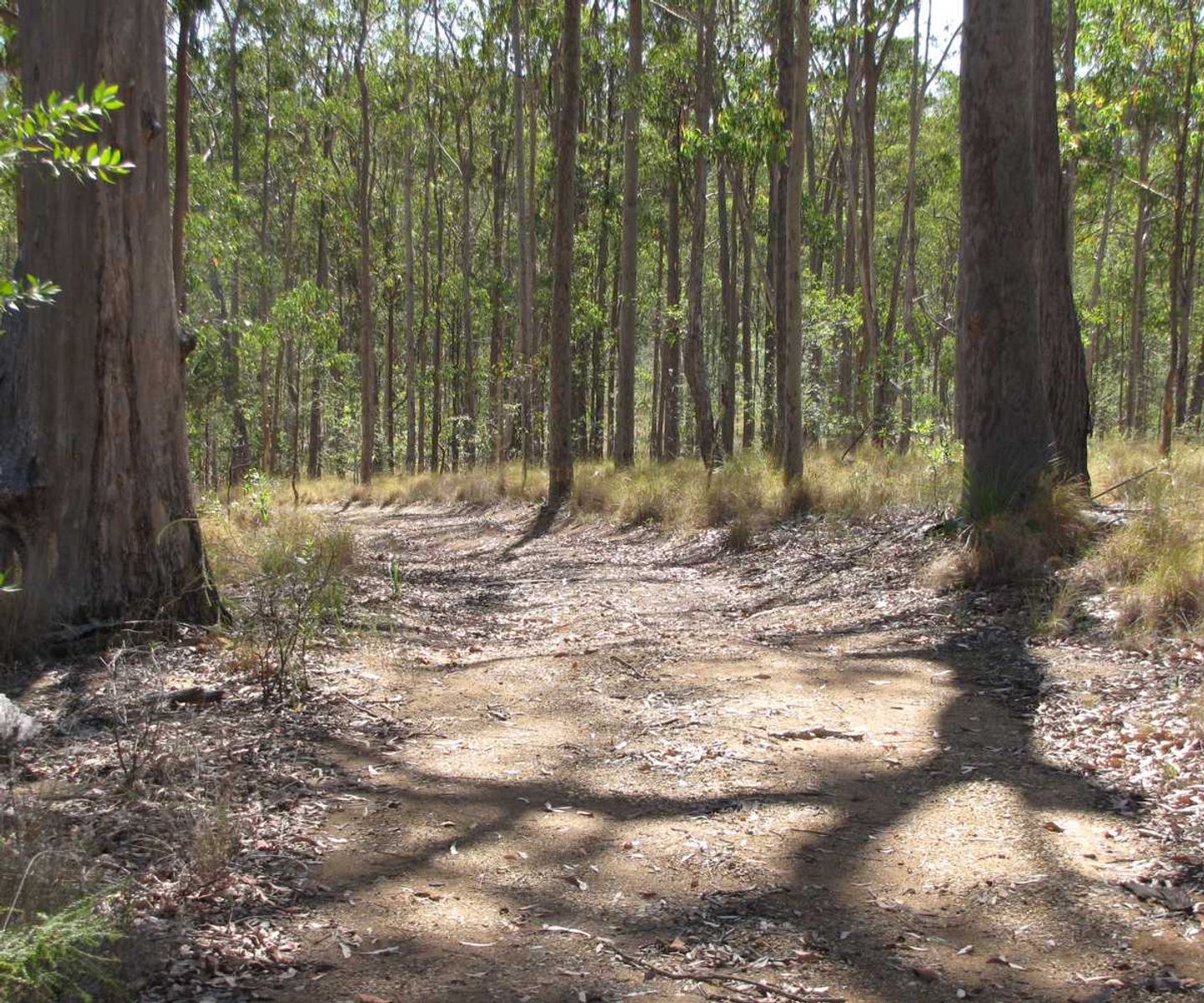 Lot 12 Lot 12 Paddy's Flat Road, Tabulam - Thumbnail 4