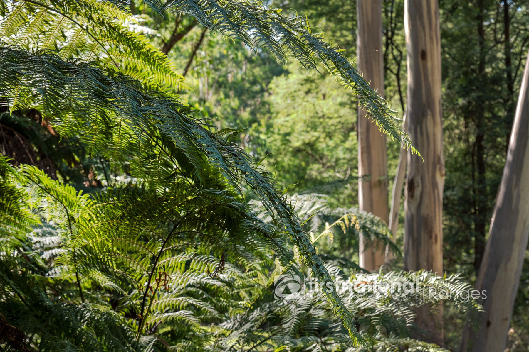 140 Beenak Road, Gembrook VIC 3783, Gembrook - Thumbnail 8