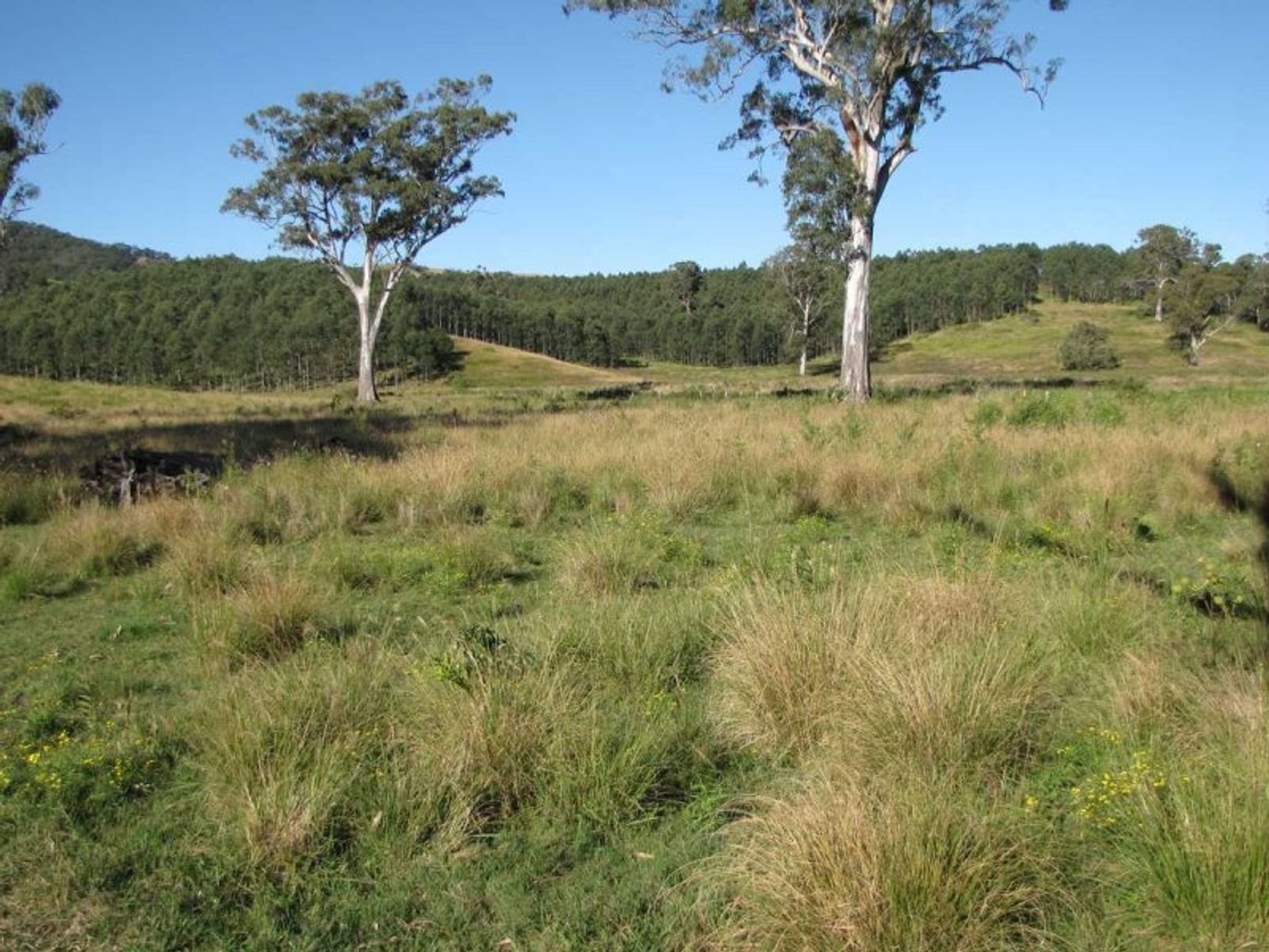 Summerland Way, Wiangaree - Thumbnail 4