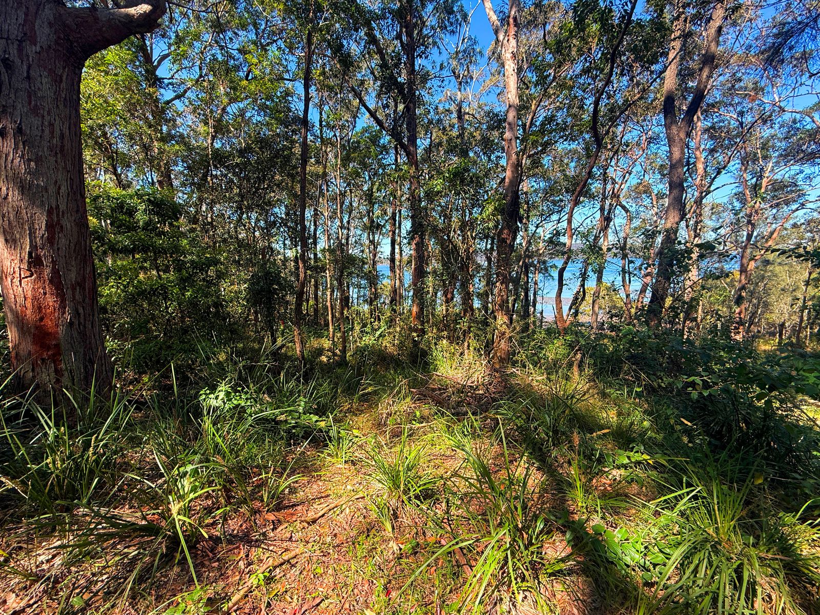 Lot 1753 Allandale Crescent, North Arm Cove NSW 2324, North Arm Cove - Thumbnail 2