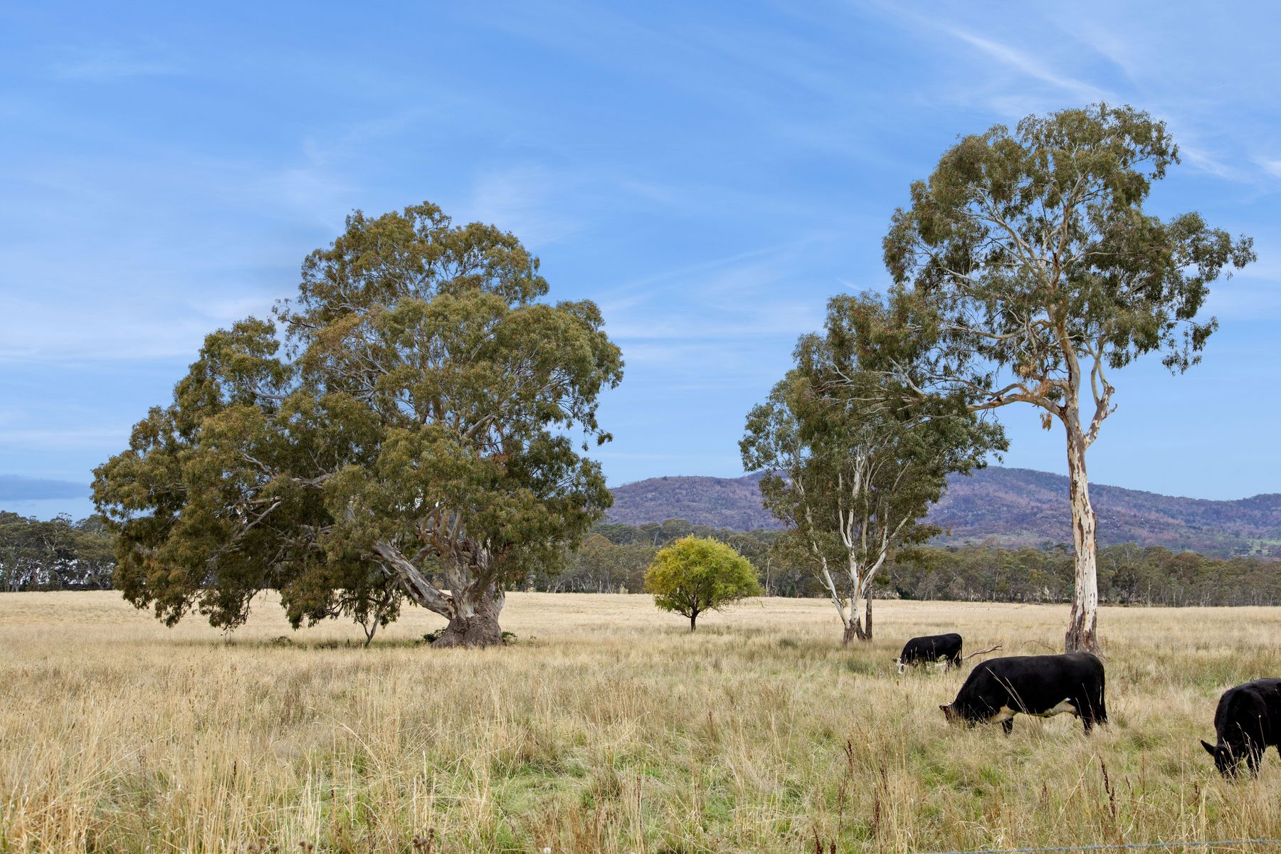 4 Franklings Road, Harcourt North VIC 3453, Harcourt North - Thumbnail 8