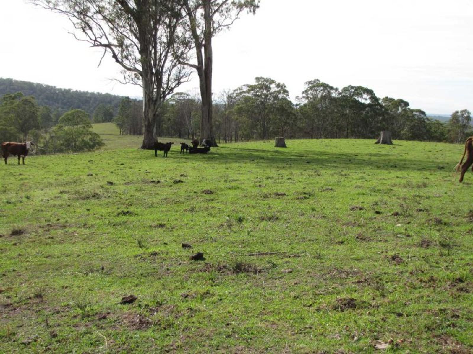 21 Grimstons Road, Theresa Creek - Thumbnail 5