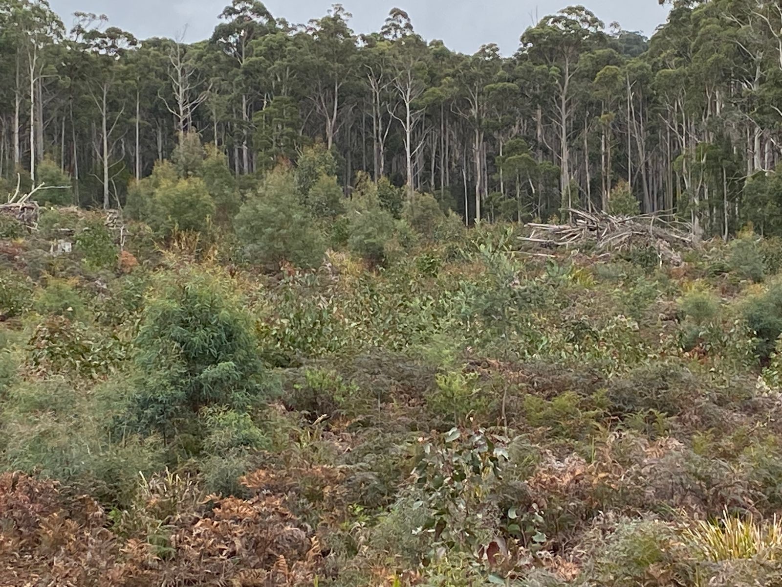 218 Farrells Road, Reedy Marsh TAS 7304, Reedy Marsh - Thumbnail 5