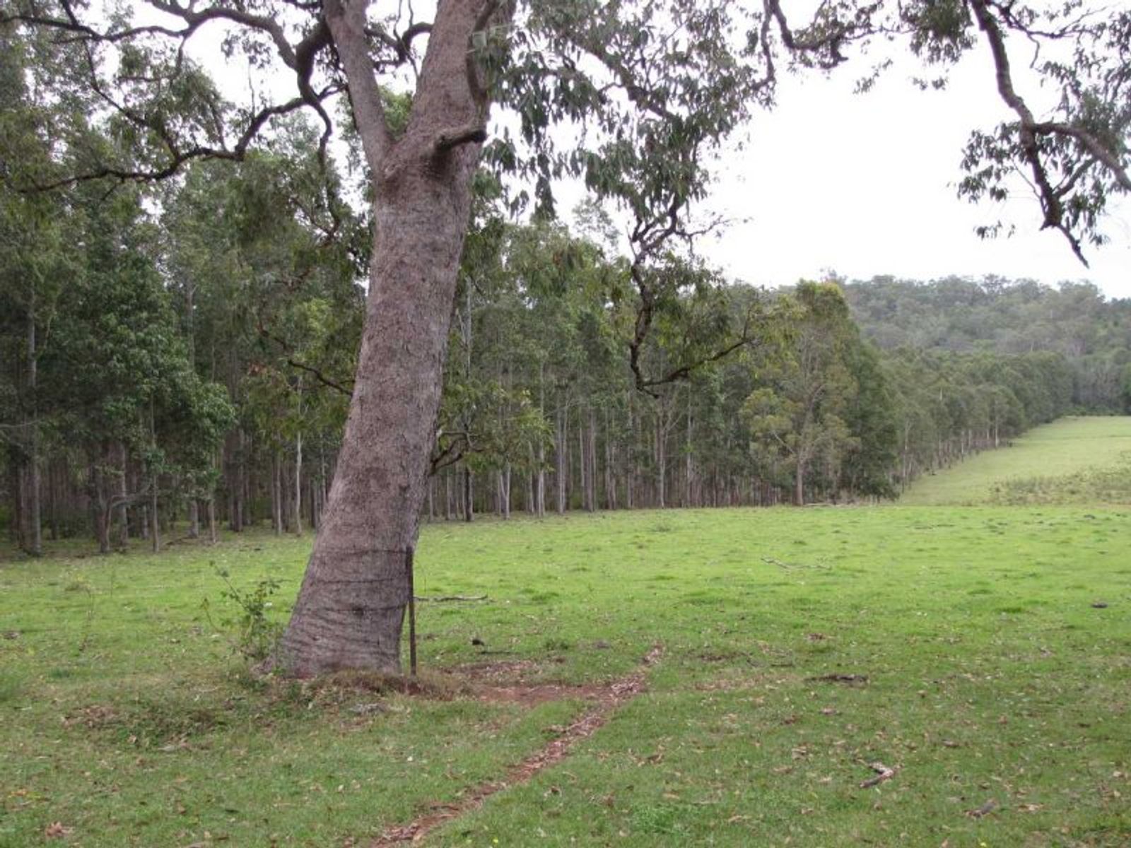 Pigman Road, Dyraaba - Thumbnail 4