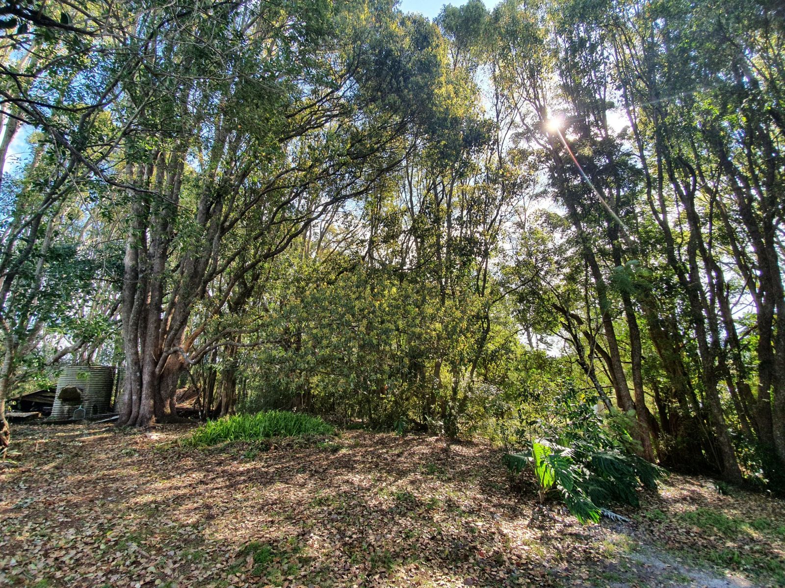 Lot 1 Booyong Rd, Booyong - Thumbnail 6