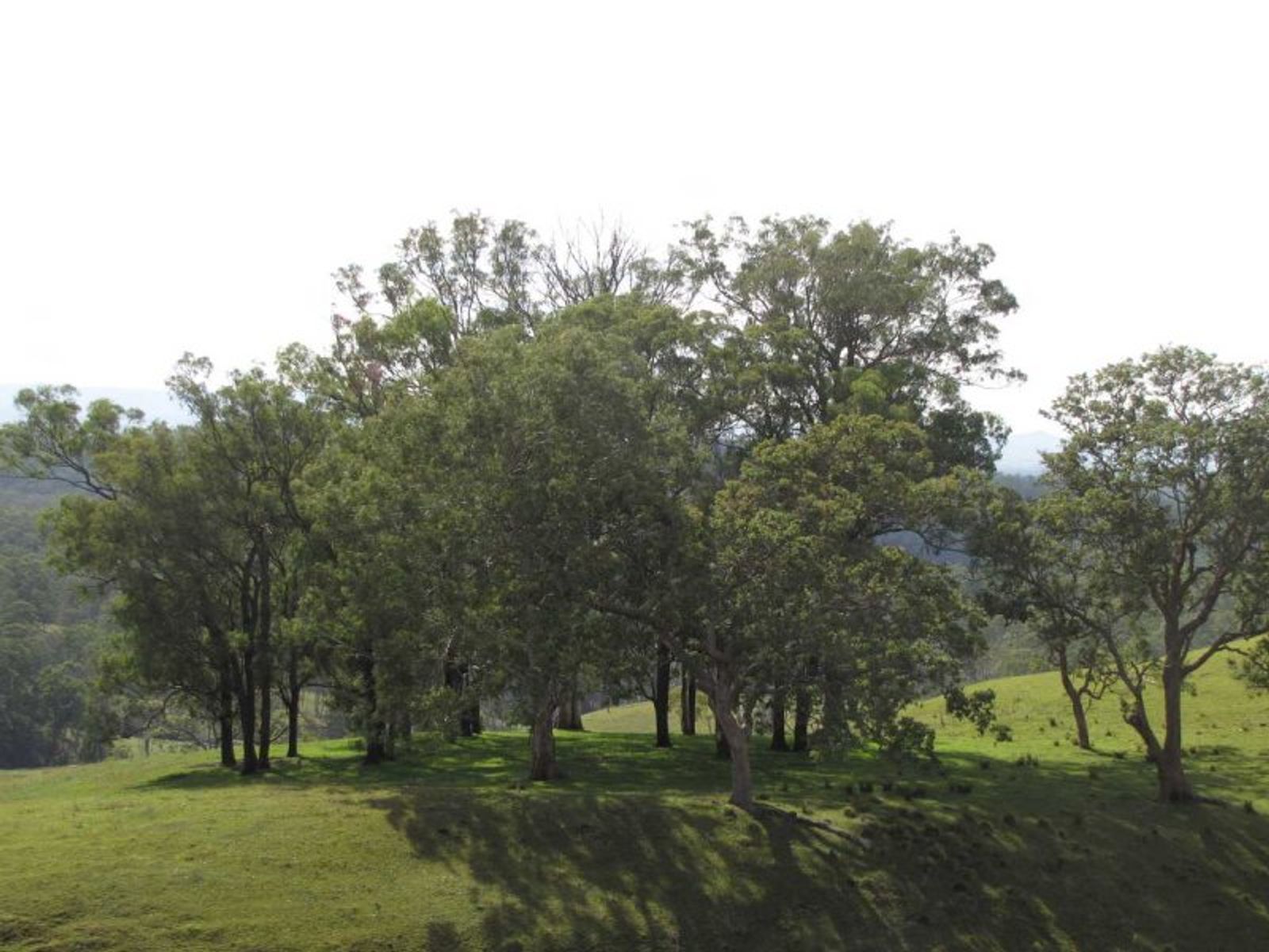 21 Grimstons Road, Theresa Creek - Thumbnail 7