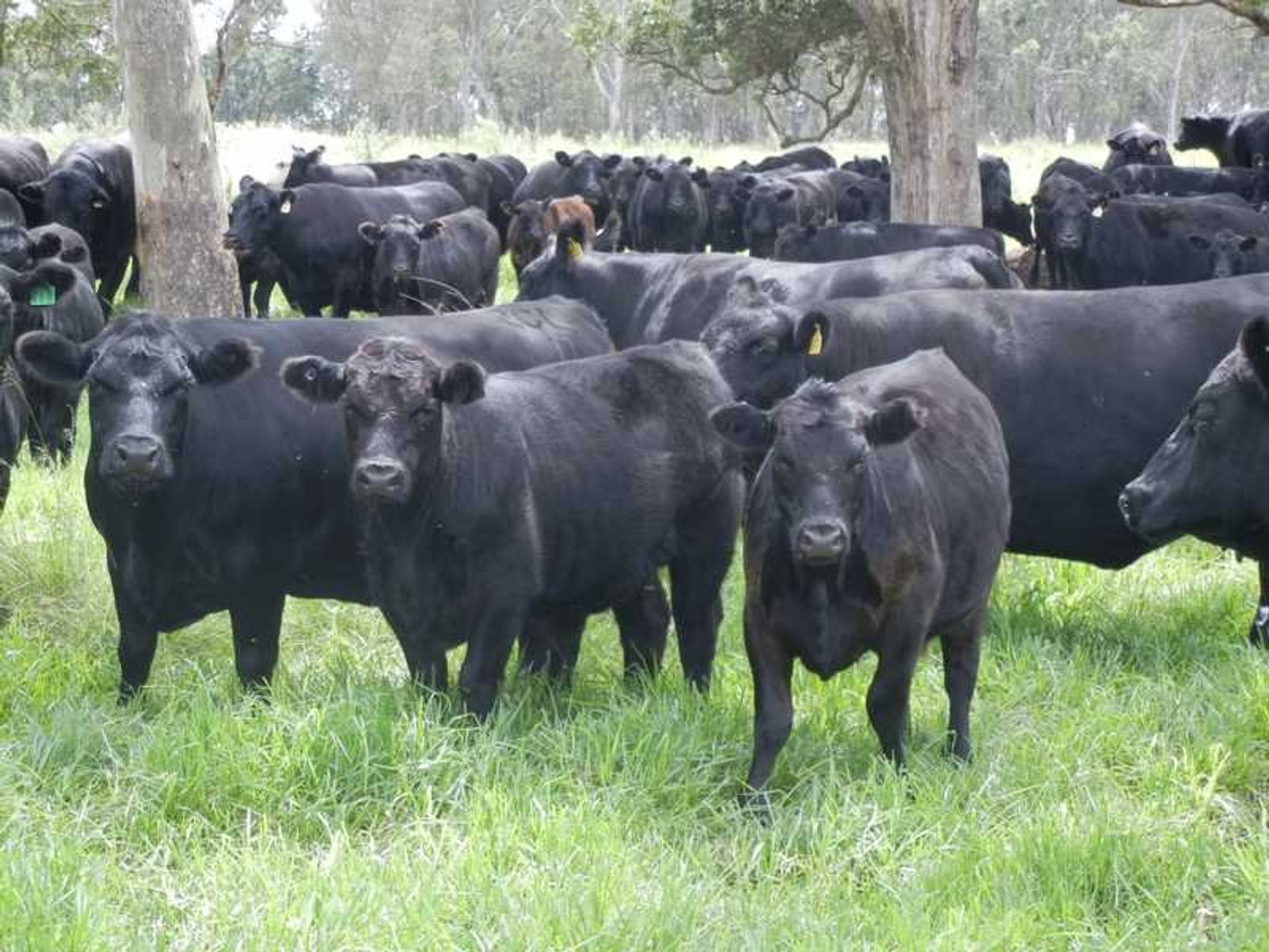 Warwick QLD 4370, Warwick - Thumbnail 6