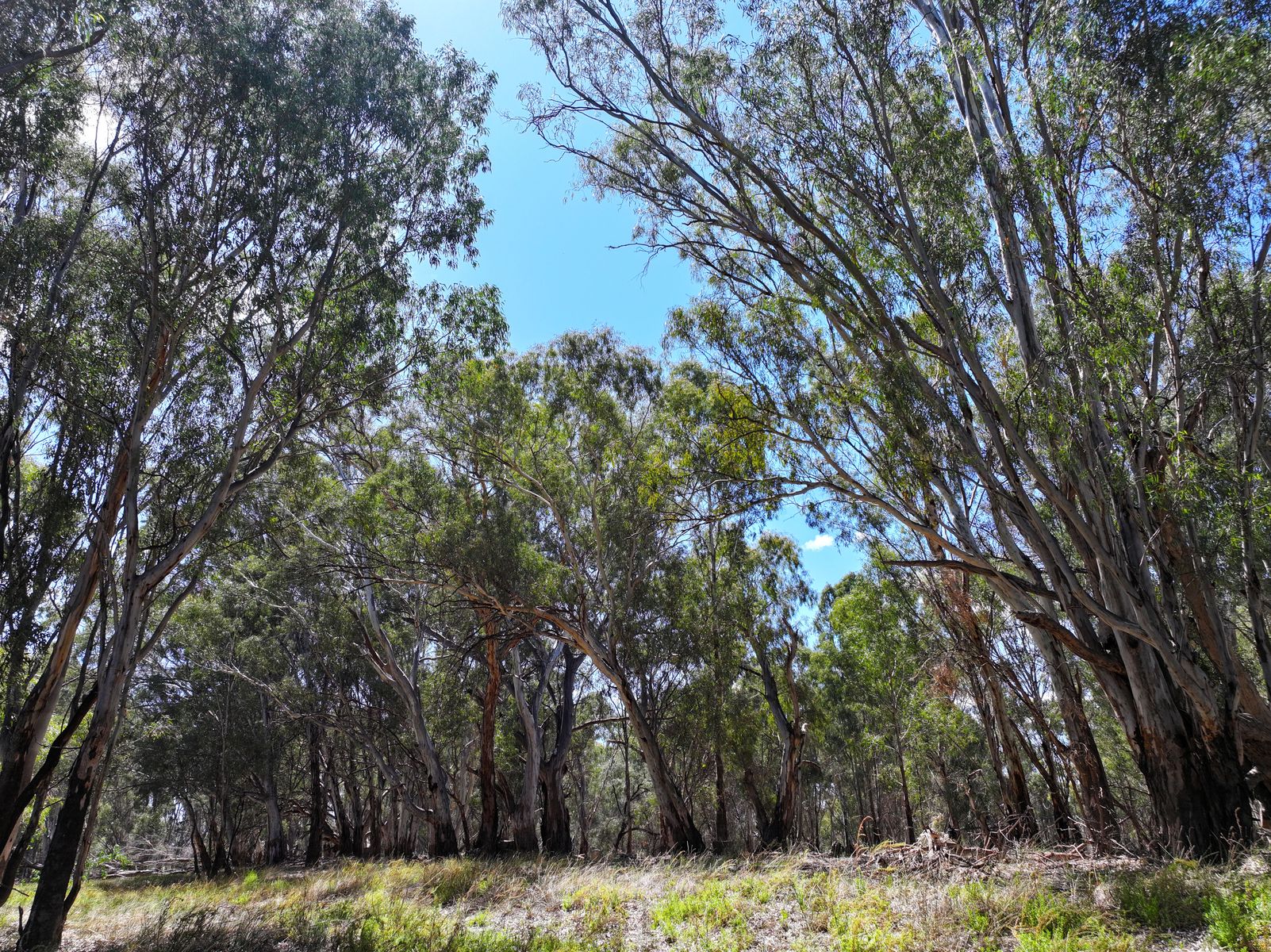Lot 14 Renmark Road, Wentworth - Thumbnail 7