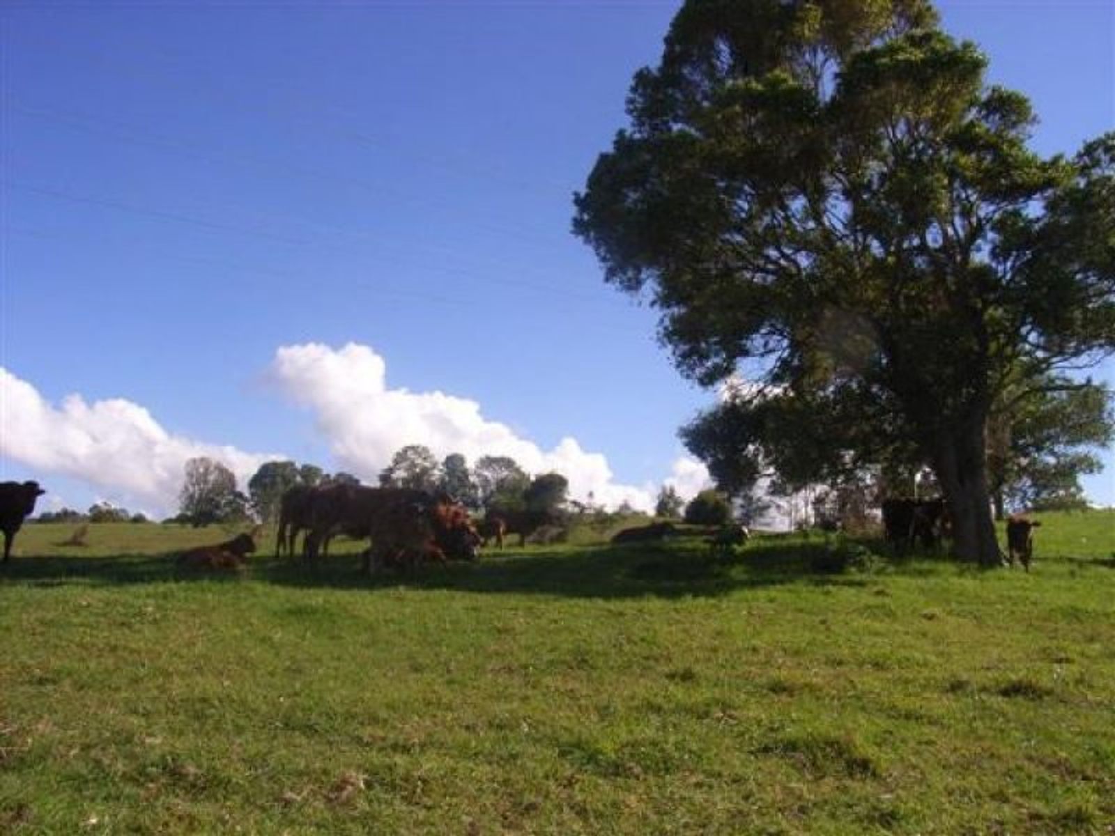 Dunoon NSW 2480, Dunoon - Thumbnail 8