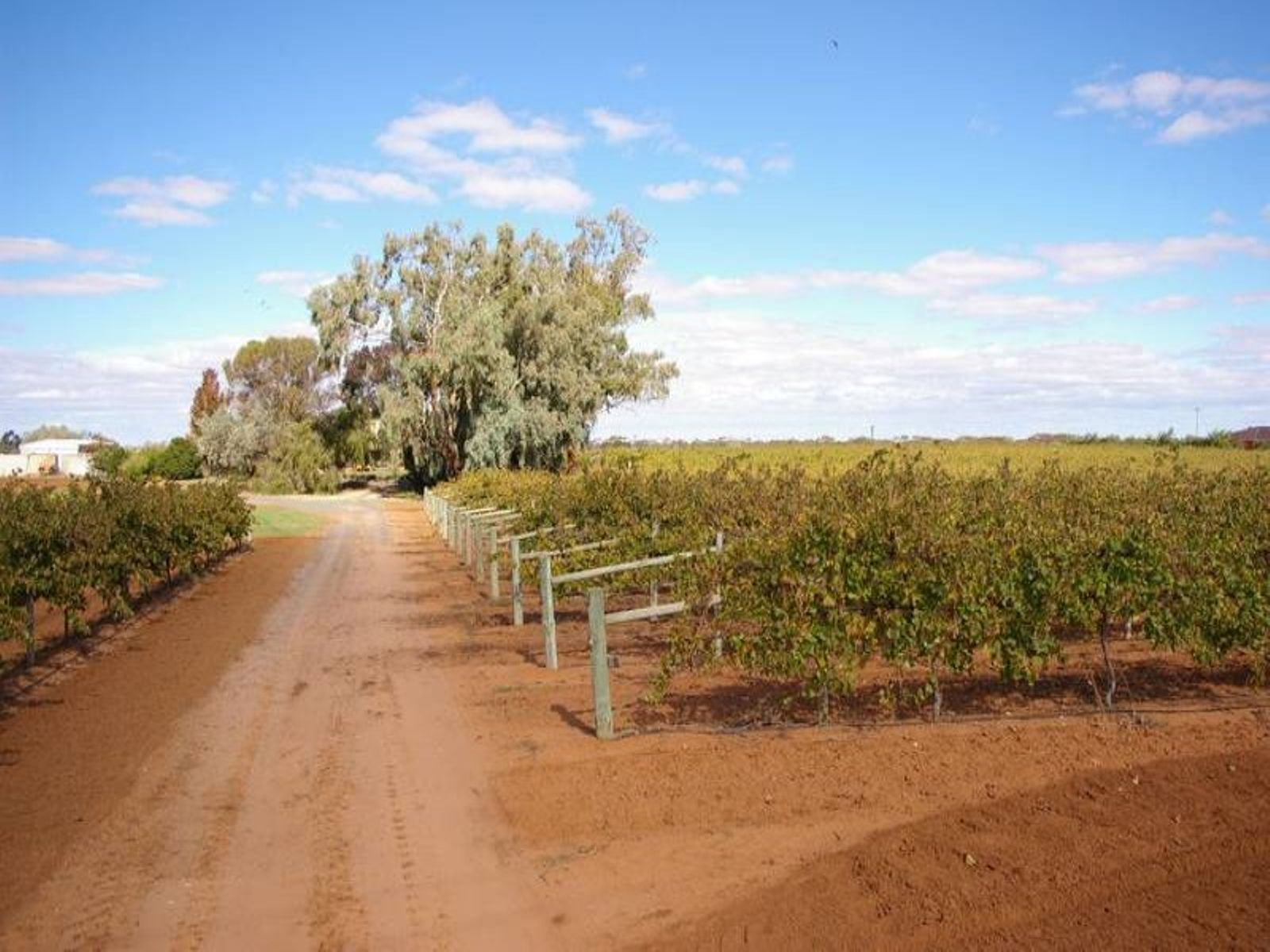 261 Red Cliffs Meringur Road, Red Cliffs - Thumbnail 4