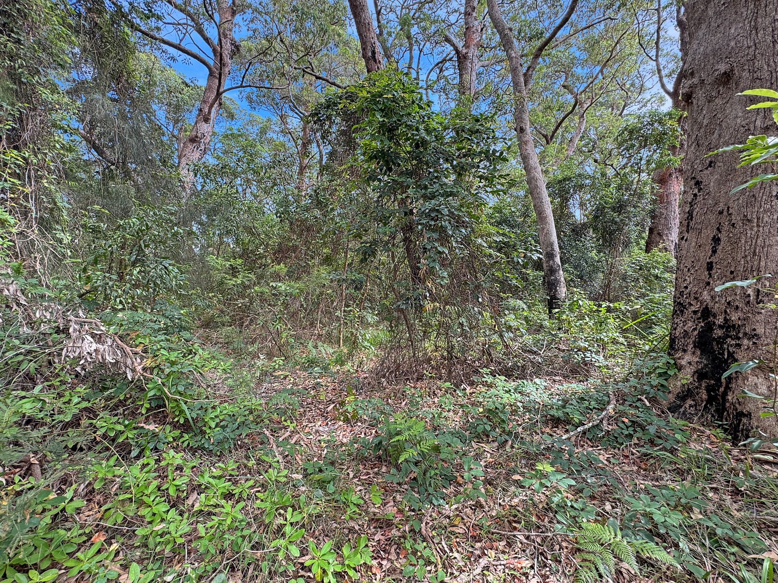 Lot 11 Lot 11 Lackersteen Street, Callala Bay NSW 2540, Callala Bay - Thumbnail 5