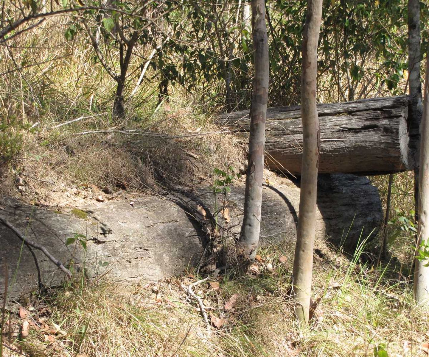 Lot 12 Lot 12 Paddy's Flat Road, Tabulam - Thumbnail 7
