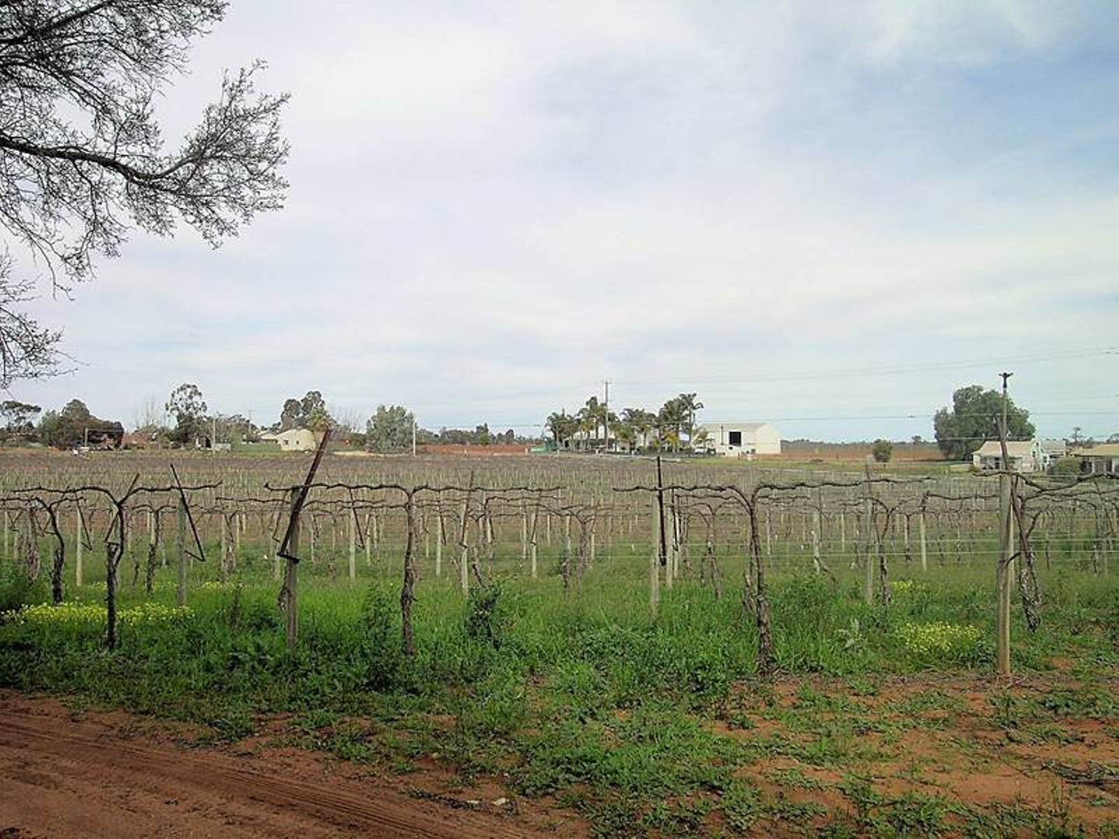 12 Gothorp Road, Irymple - Thumbnail 7