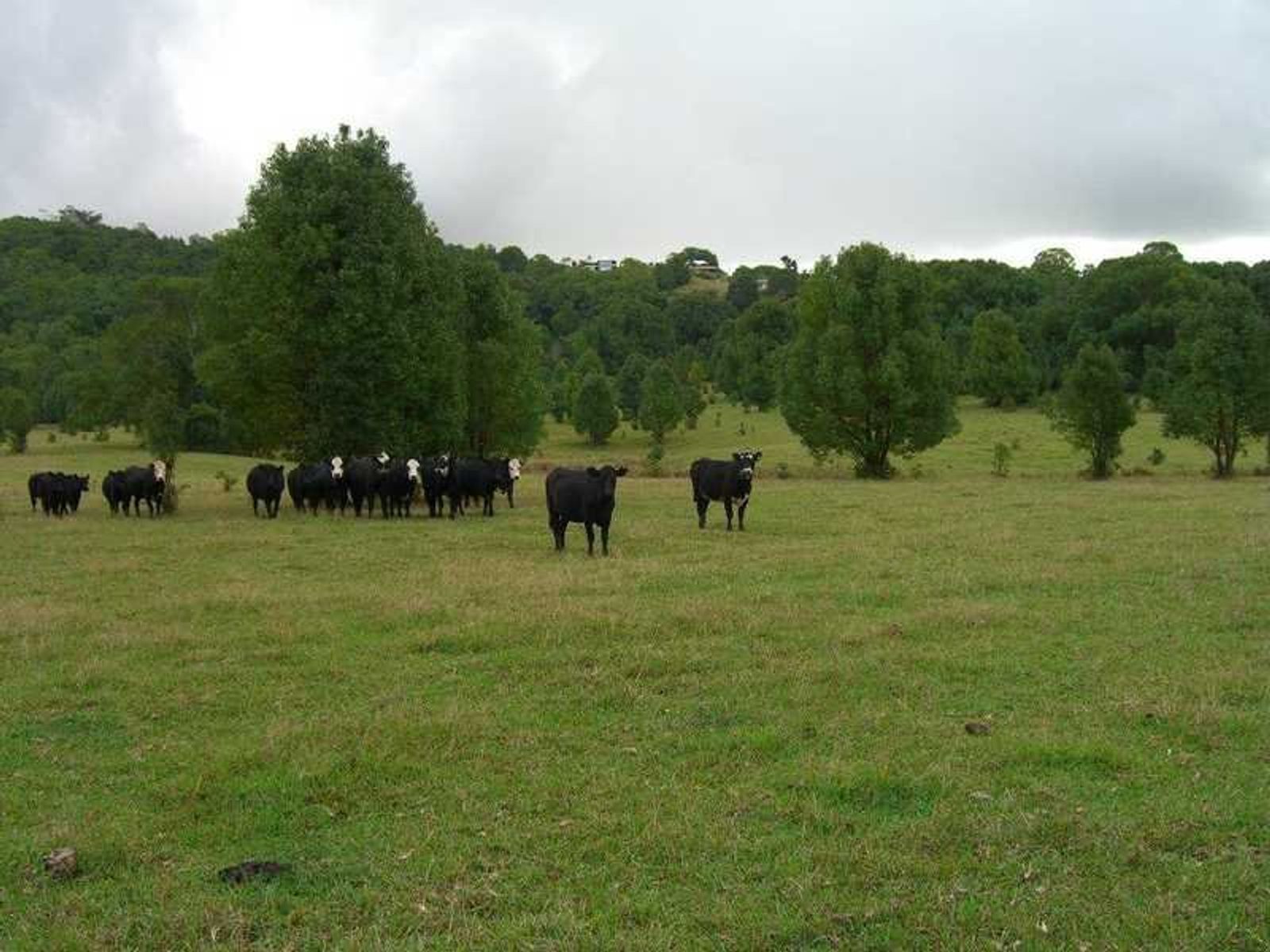 Lot 22 Lot 22 Booyong Road, Clunes - Thumbnail 6