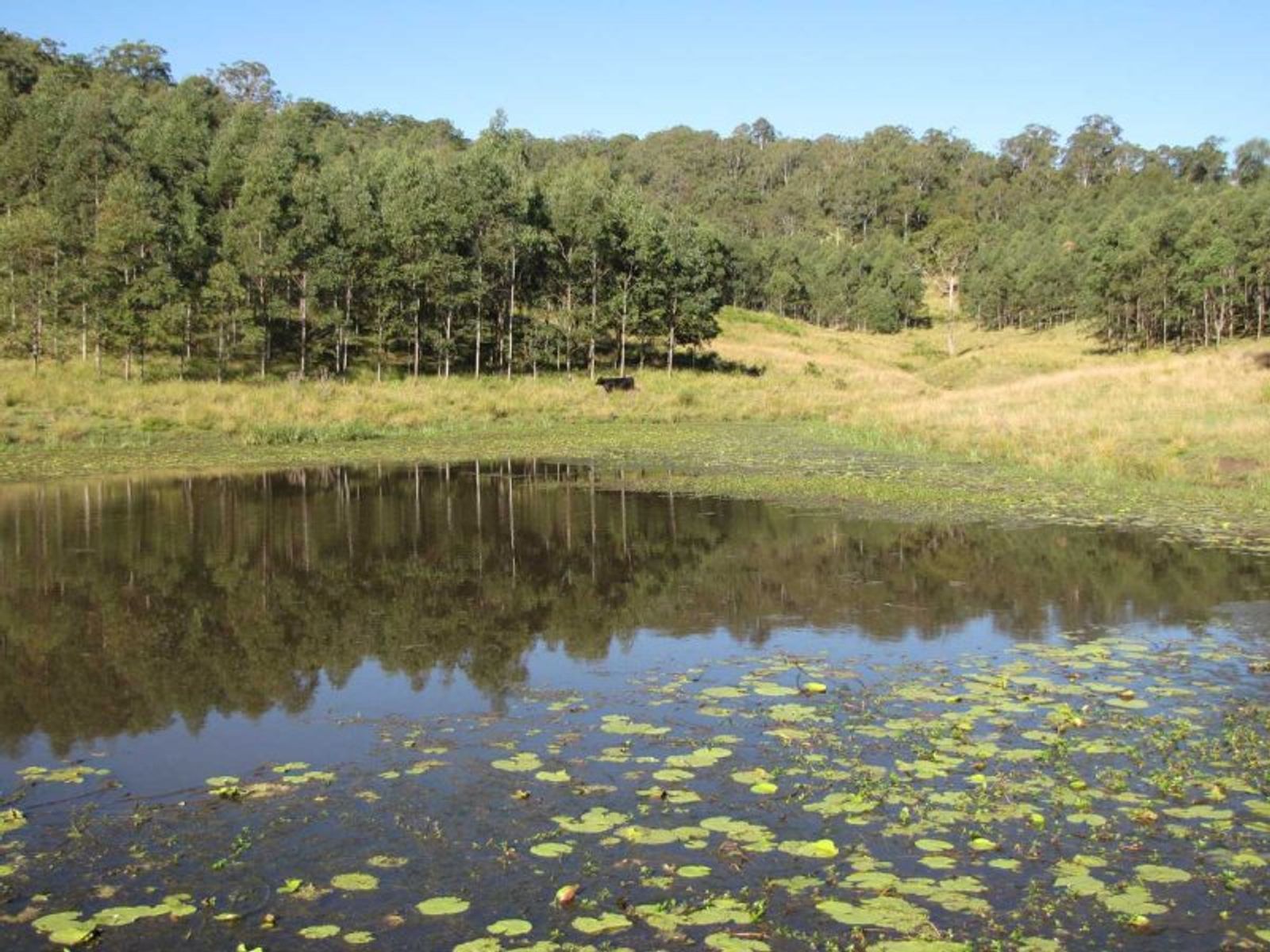 Summerland Way, Wiangaree - Thumbnail 5