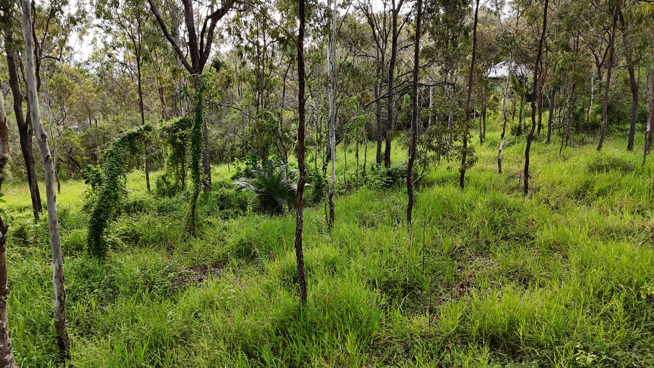 Lot 921 Bulankoff Road, Tolga QLD 4882, Tolga - Thumbnail 4