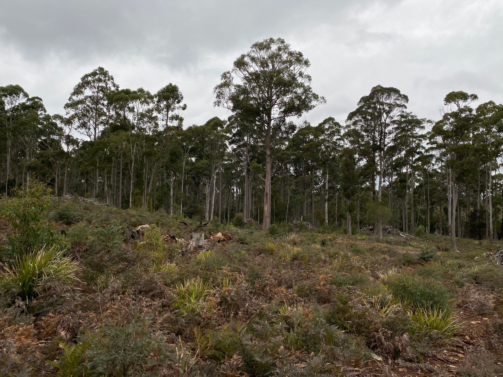 218 Farrells Road, Reedy Marsh TAS 7304, Reedy Marsh - Thumbnail 3