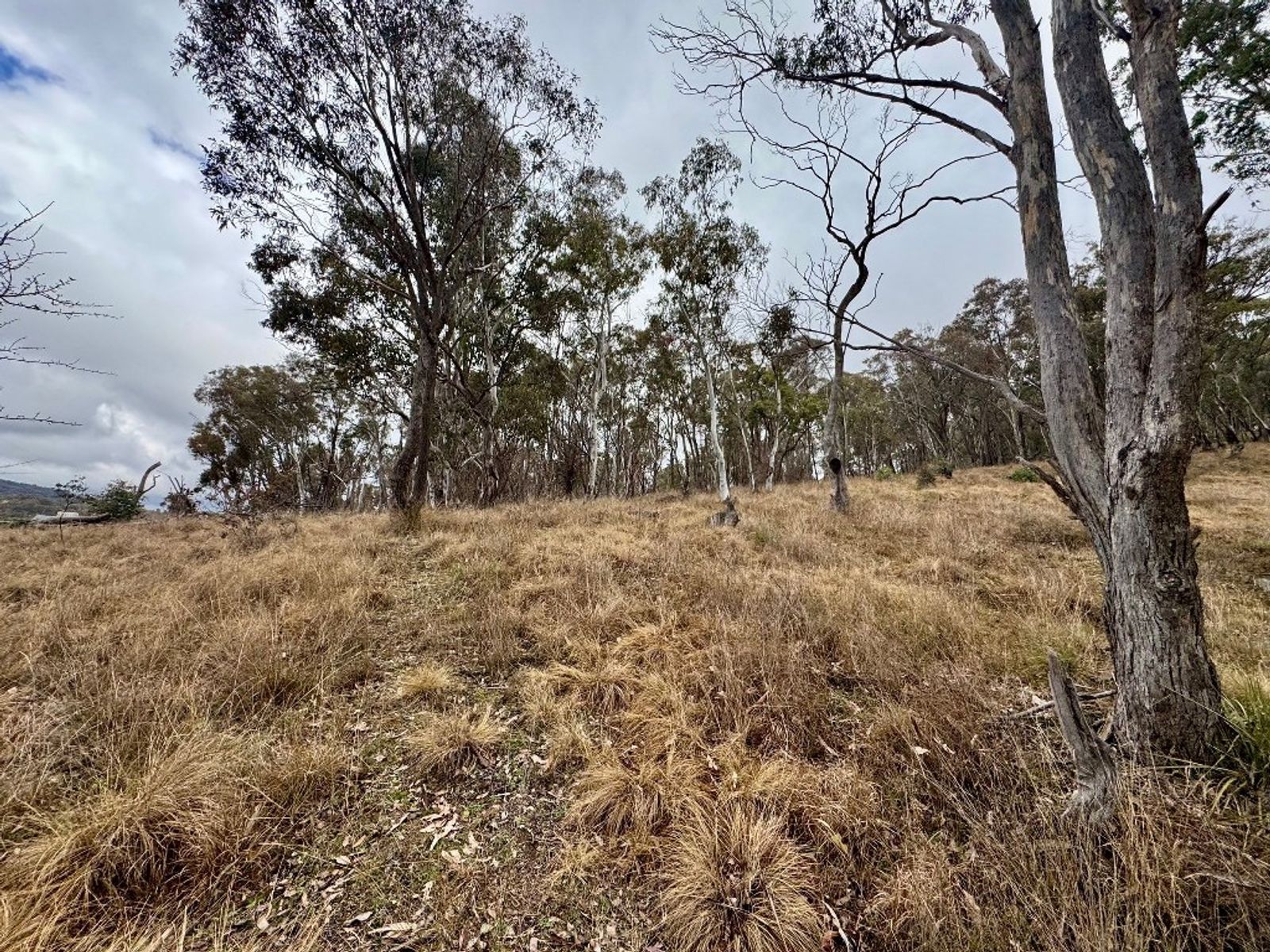 Lot 231 Wollun Road, Walcha Road NSW 2354, Walcha Road - Thumbnail 8