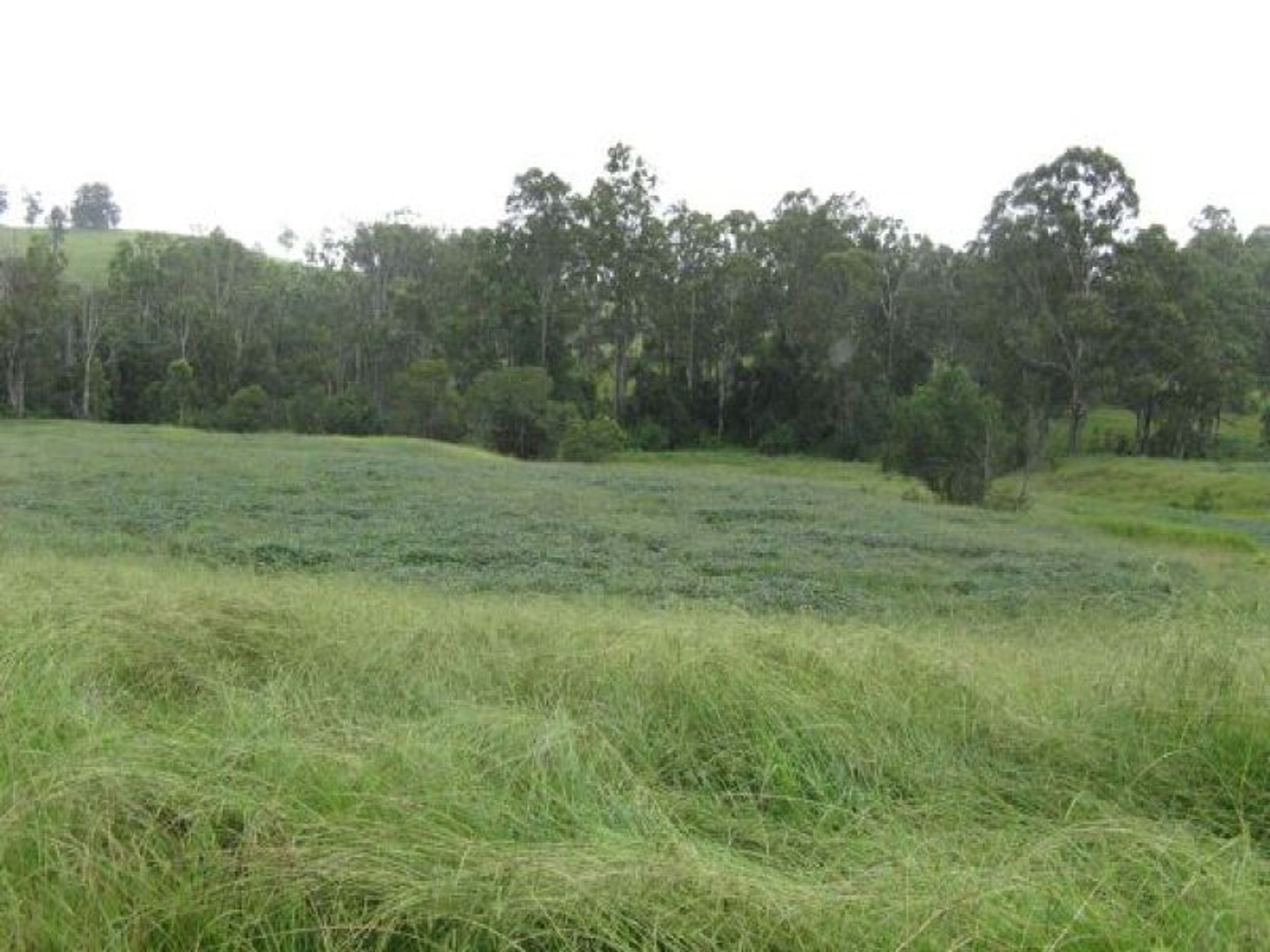 Deep Creek NSW 2440, Deep Creek - Thumbnail 7