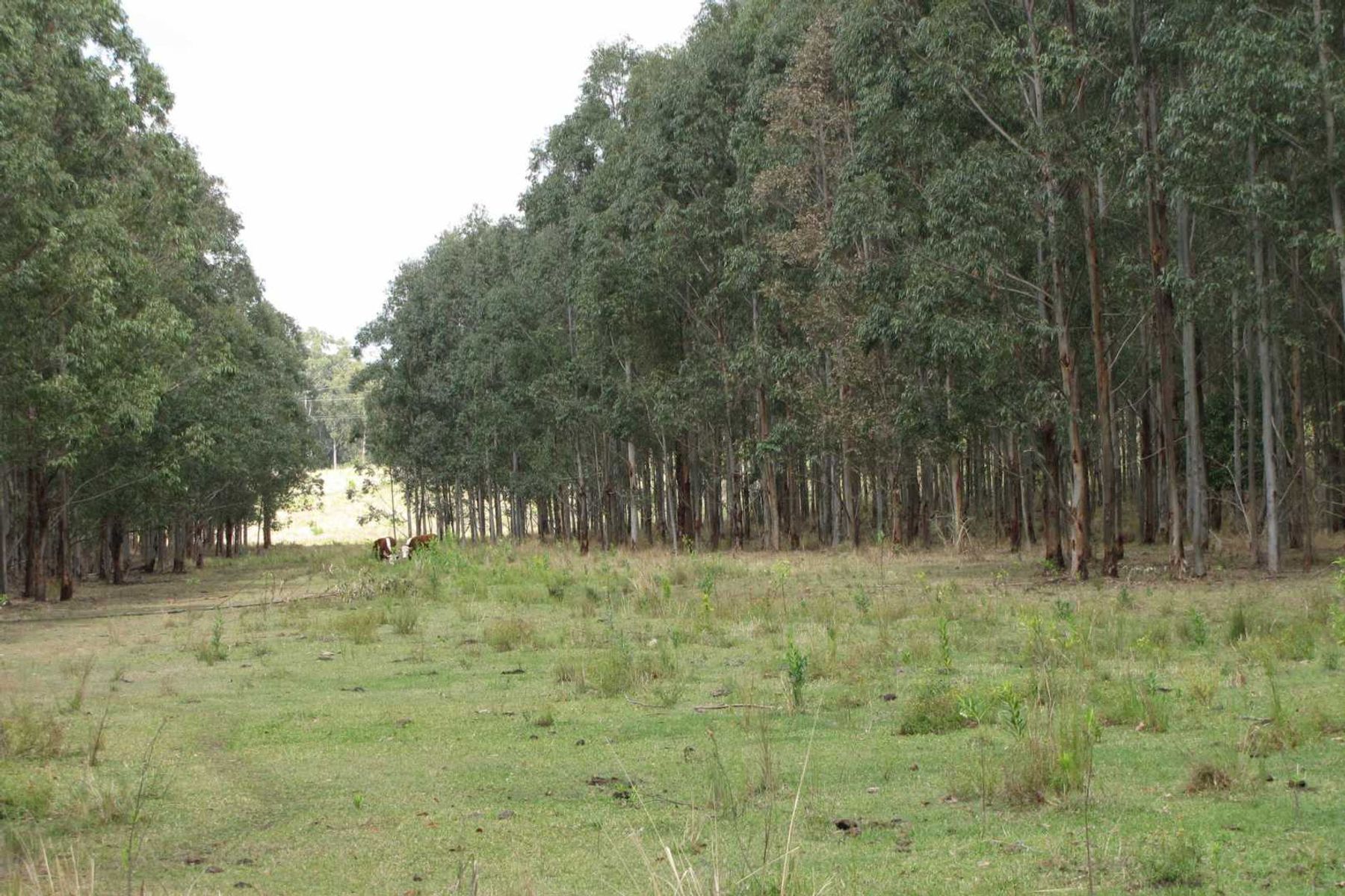 Williams Mooneys Lane, Ellangowan - Thumbnail 4