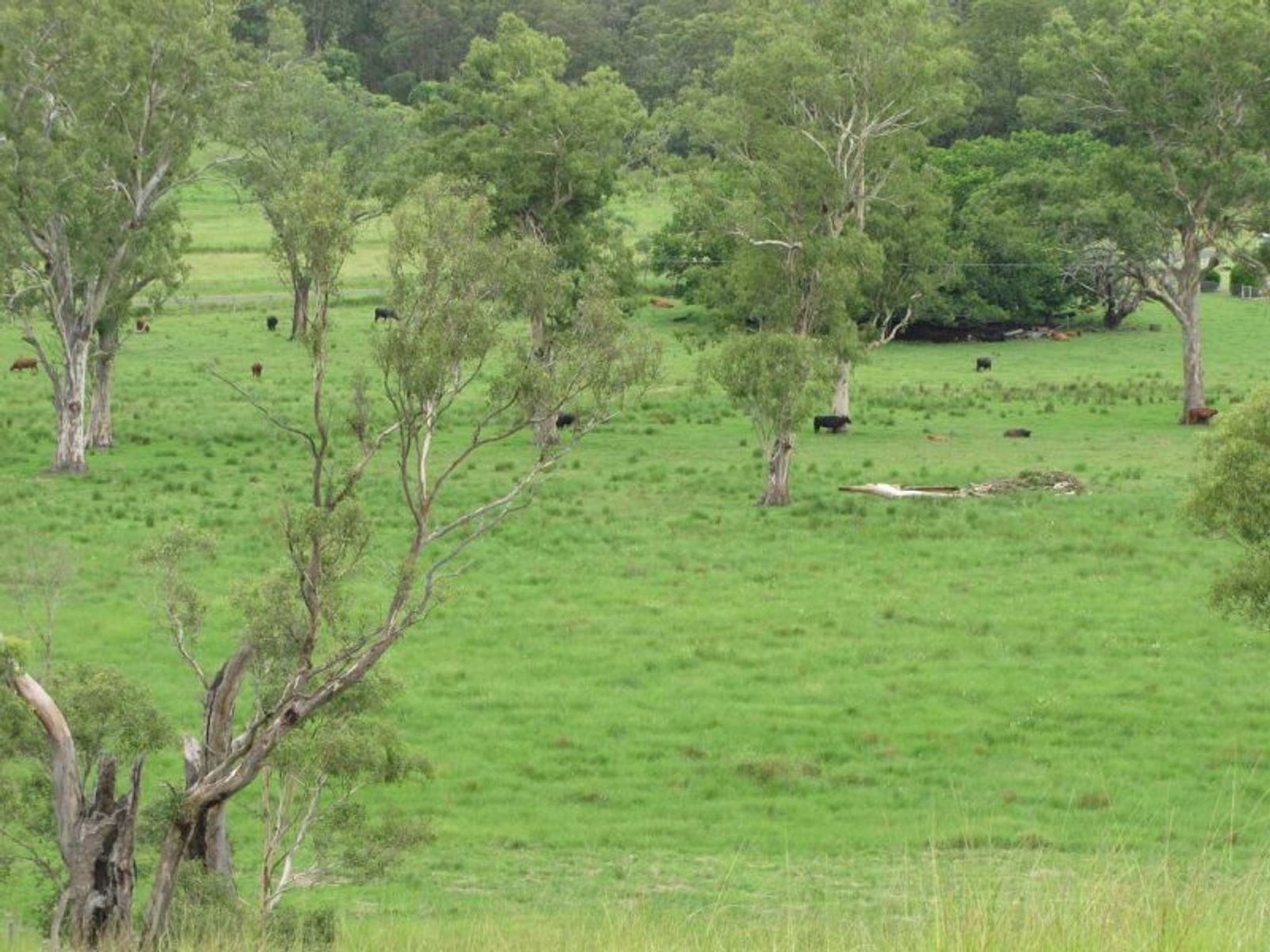 925 Naughtons Gap Rd, Bentley - Thumbnail 7