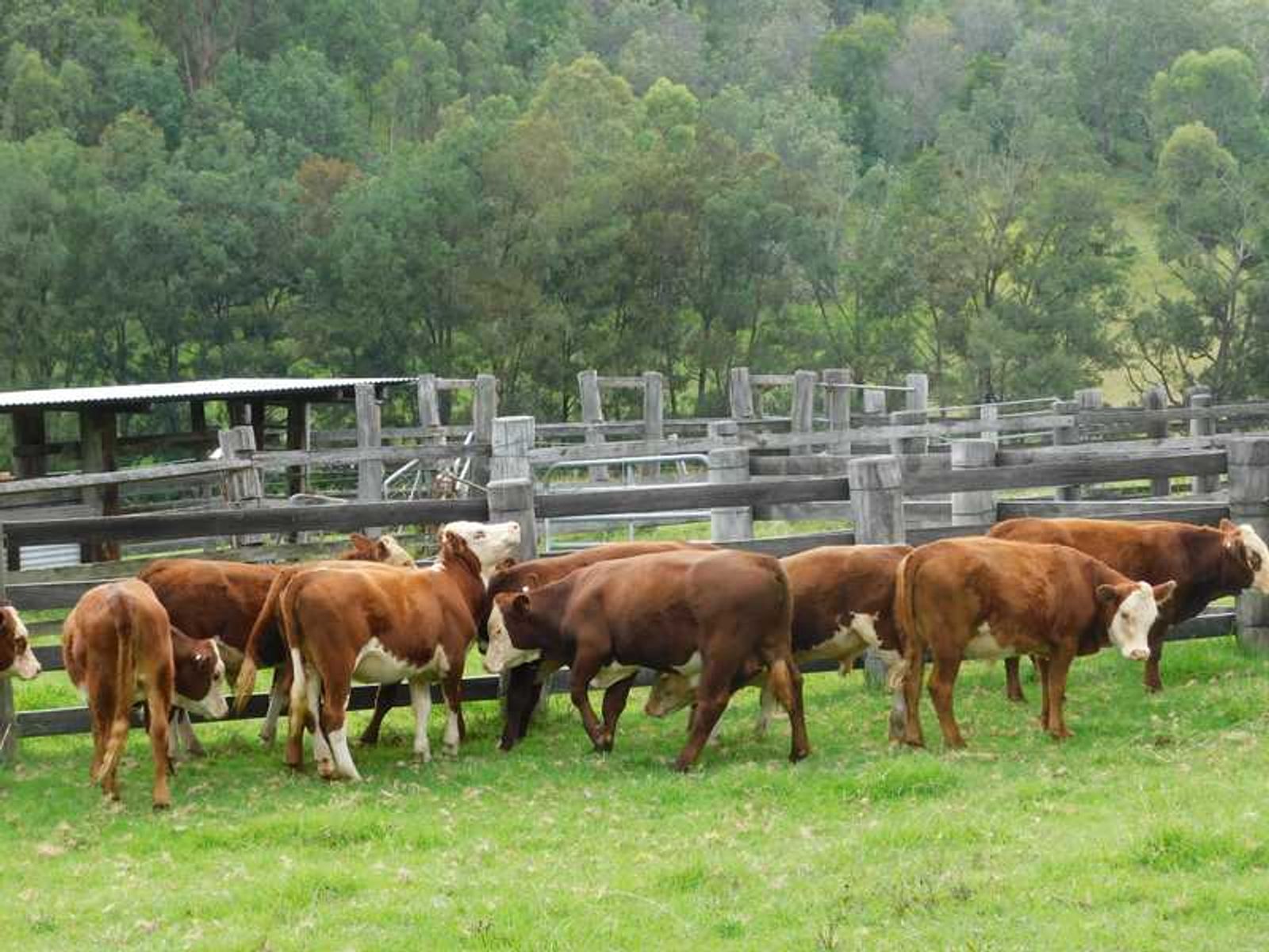 Lot 100 Mt Lindesay Road, Killarney - Thumbnail 6
