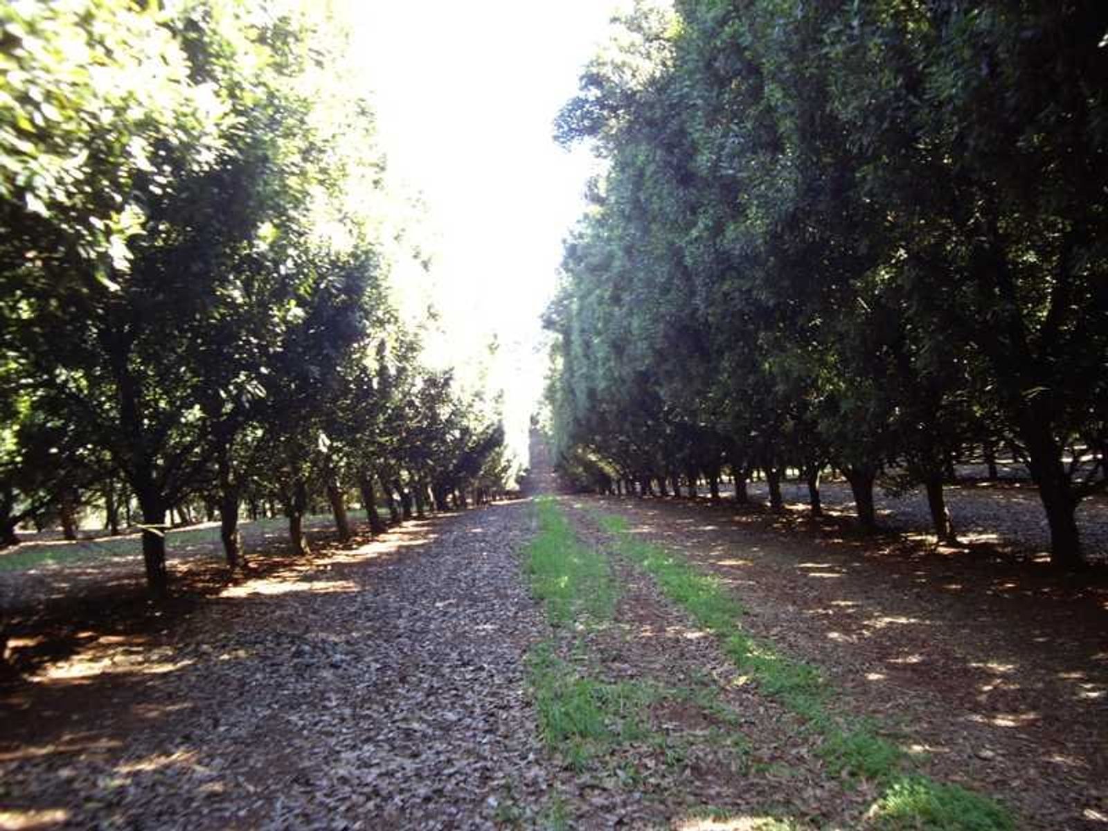 15a (Lot 1) Walker Street, Clunes - Thumbnail 7