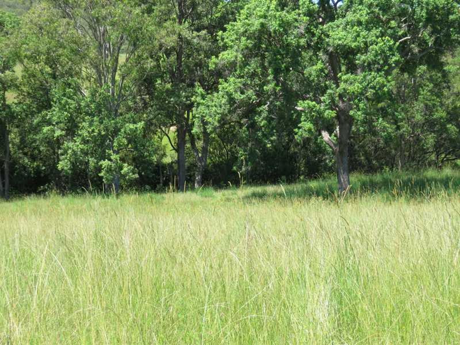 Lot 9 Lot 9 Plain Station Road, Tabulam - Thumbnail 7