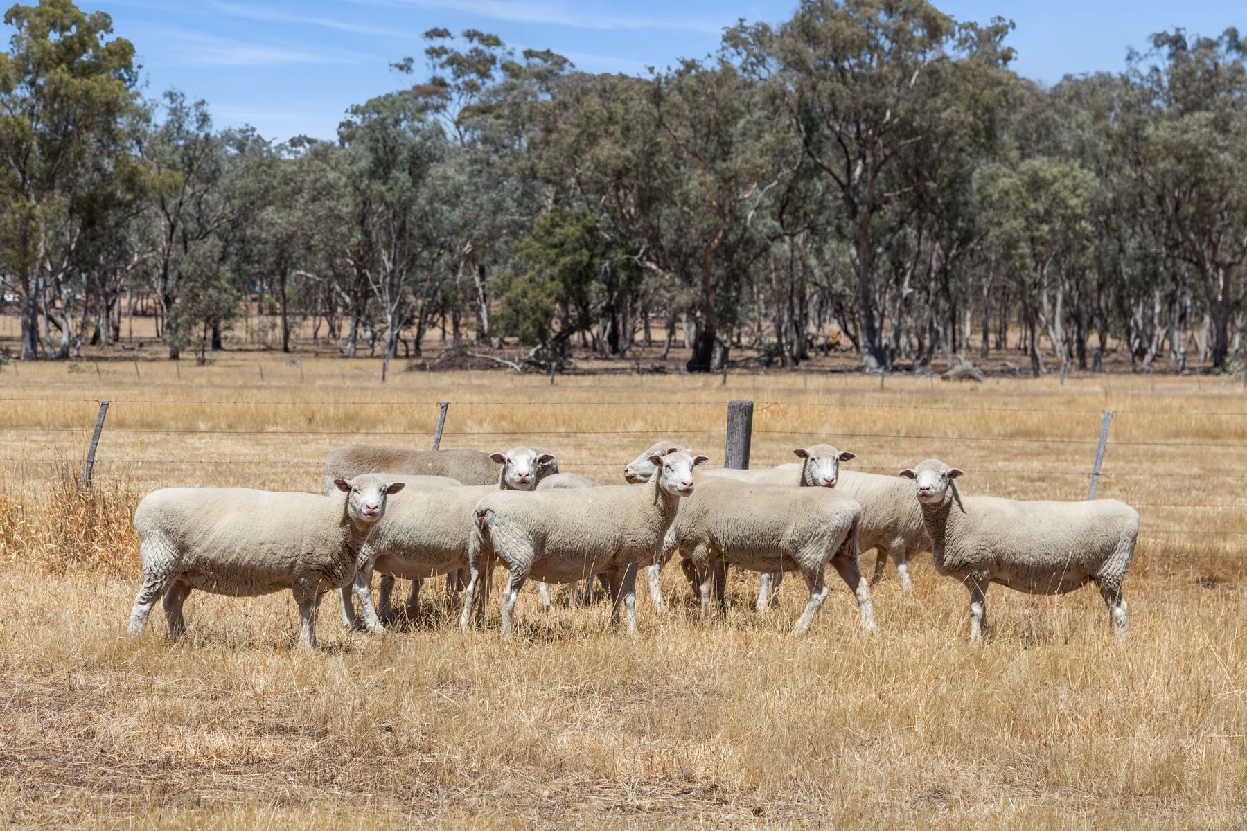Lot 1 Longlea Lane, Longlea VIC 3551, Longlea - Thumbnail 6